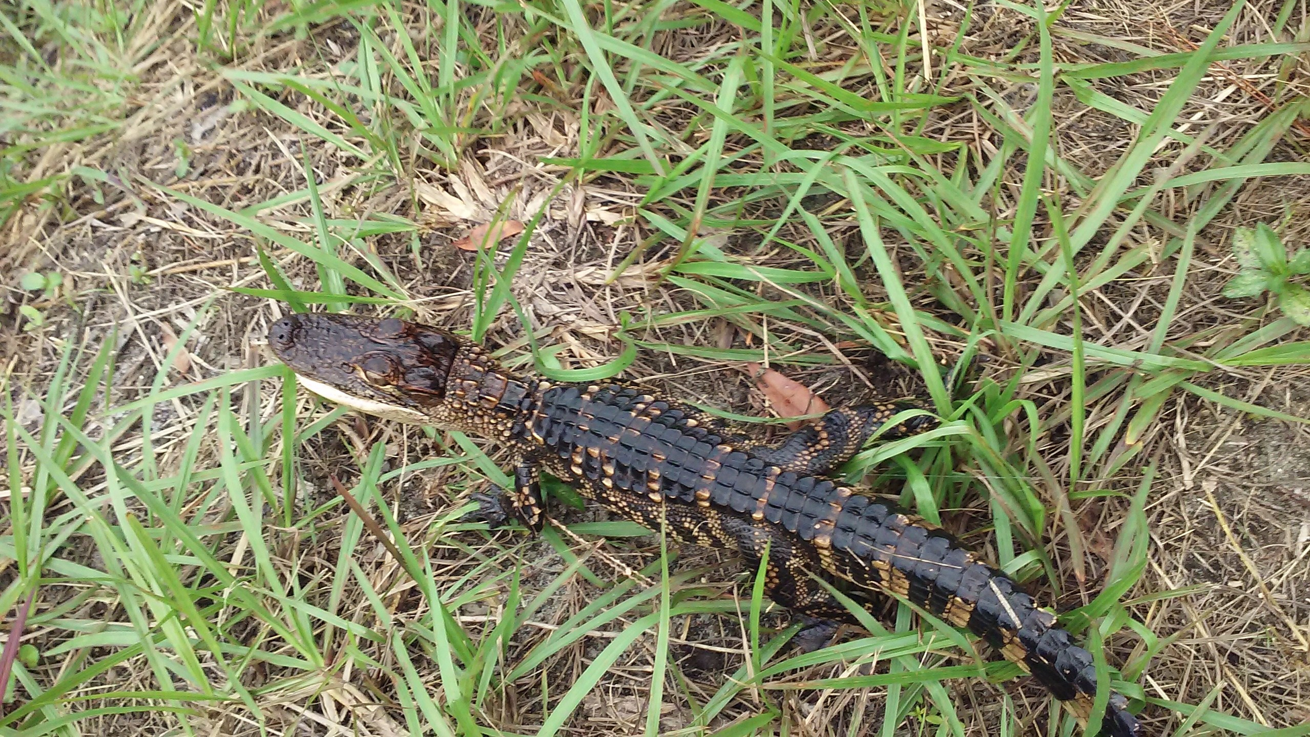 Gator!