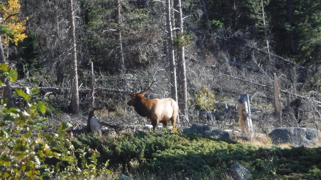 RMNP Elk