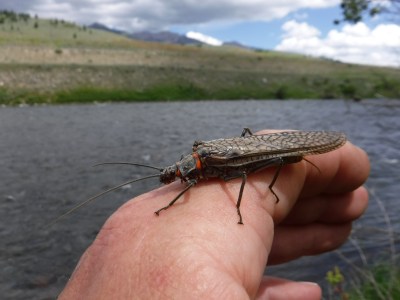 Madison River Salmon Fly