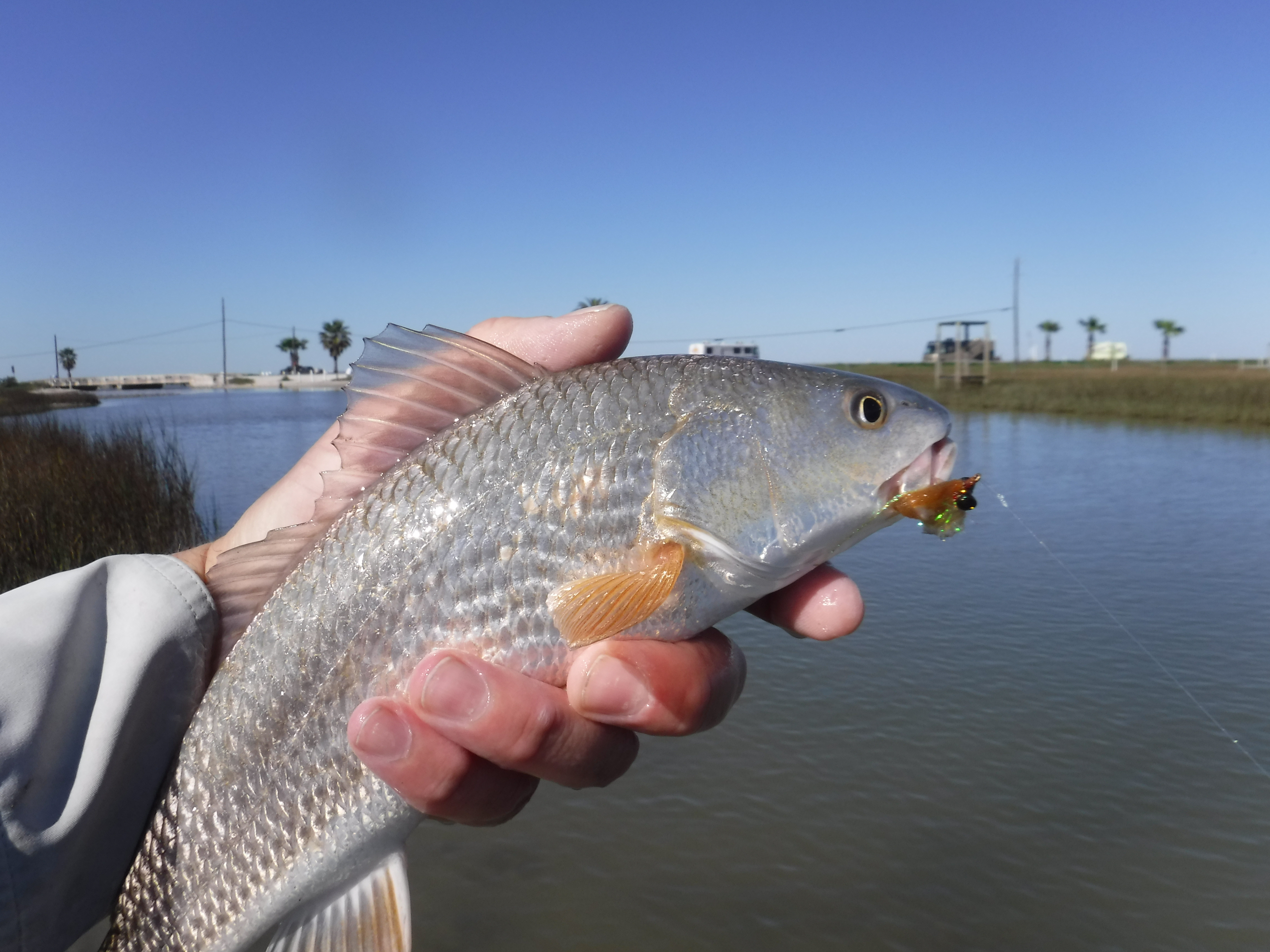 Magnolia Beach Puppy Drum