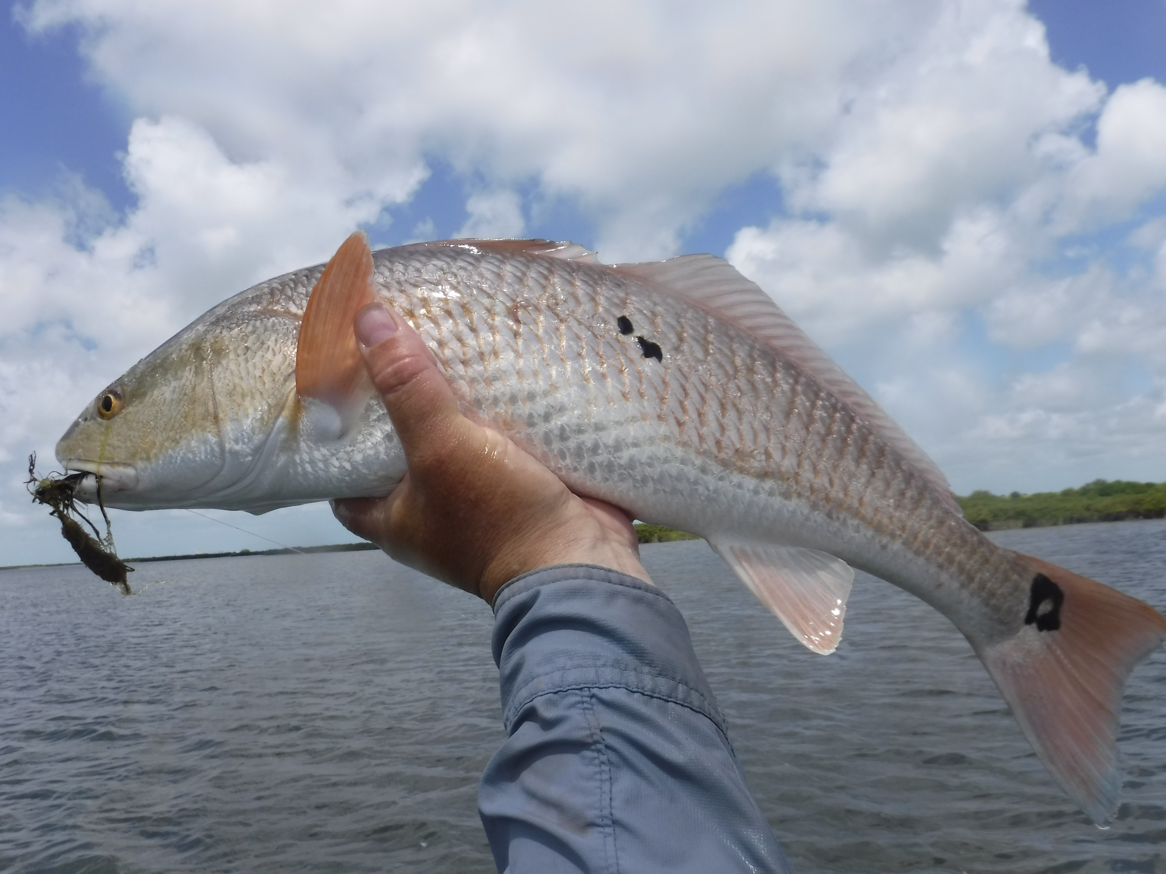 A Beautiful Redfish