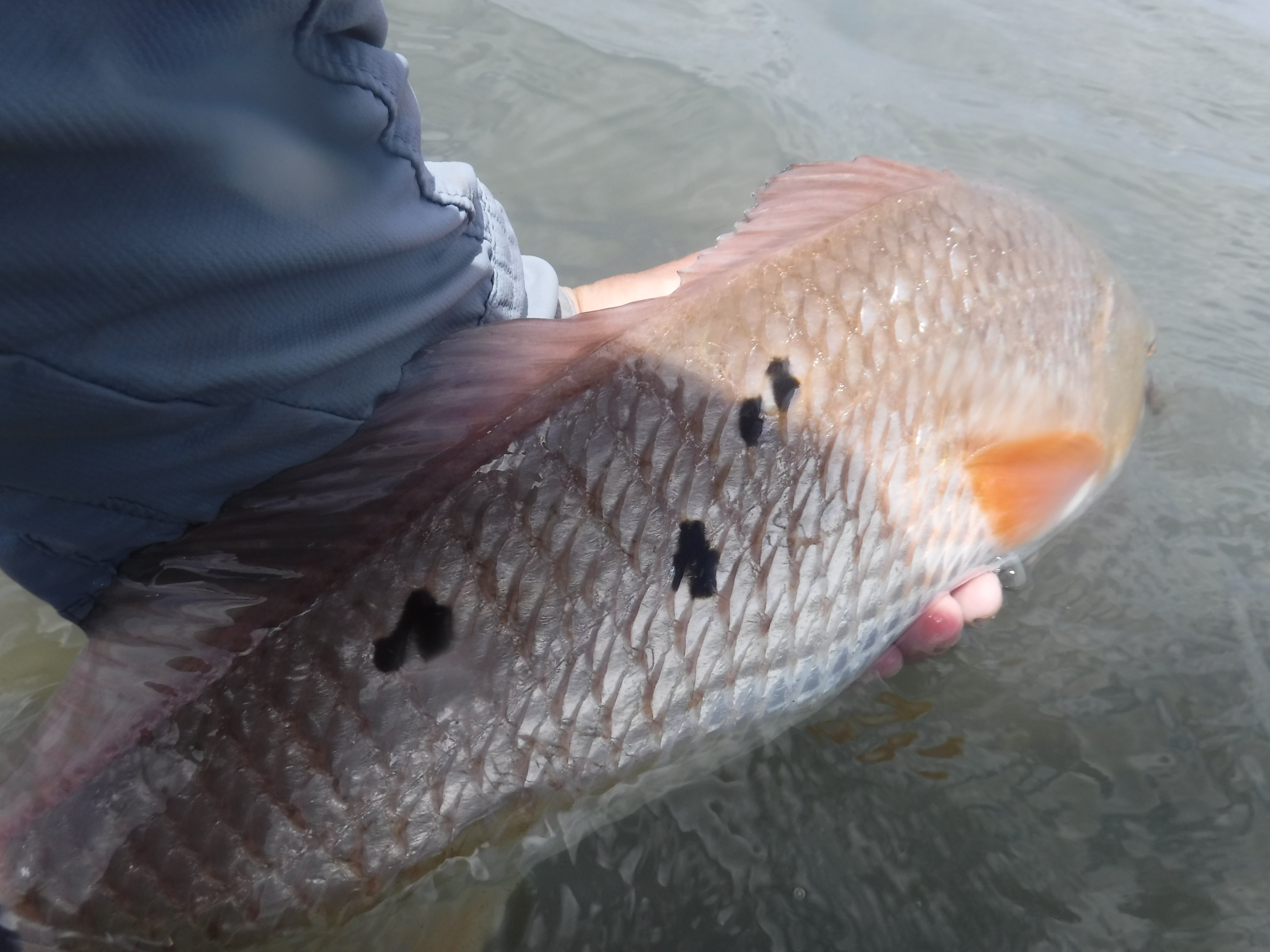 Redfish Spots