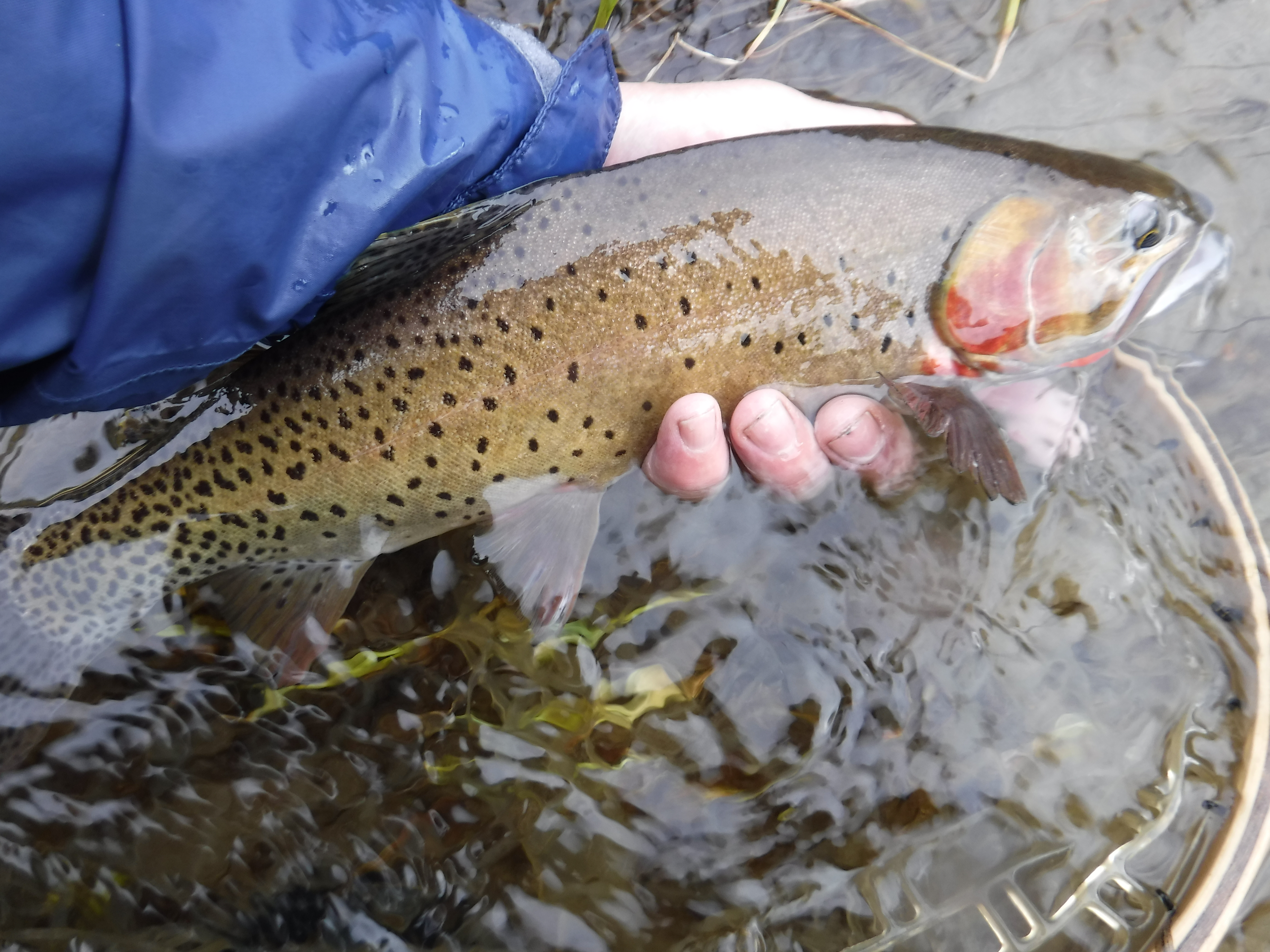 Colorado cutthroat trout