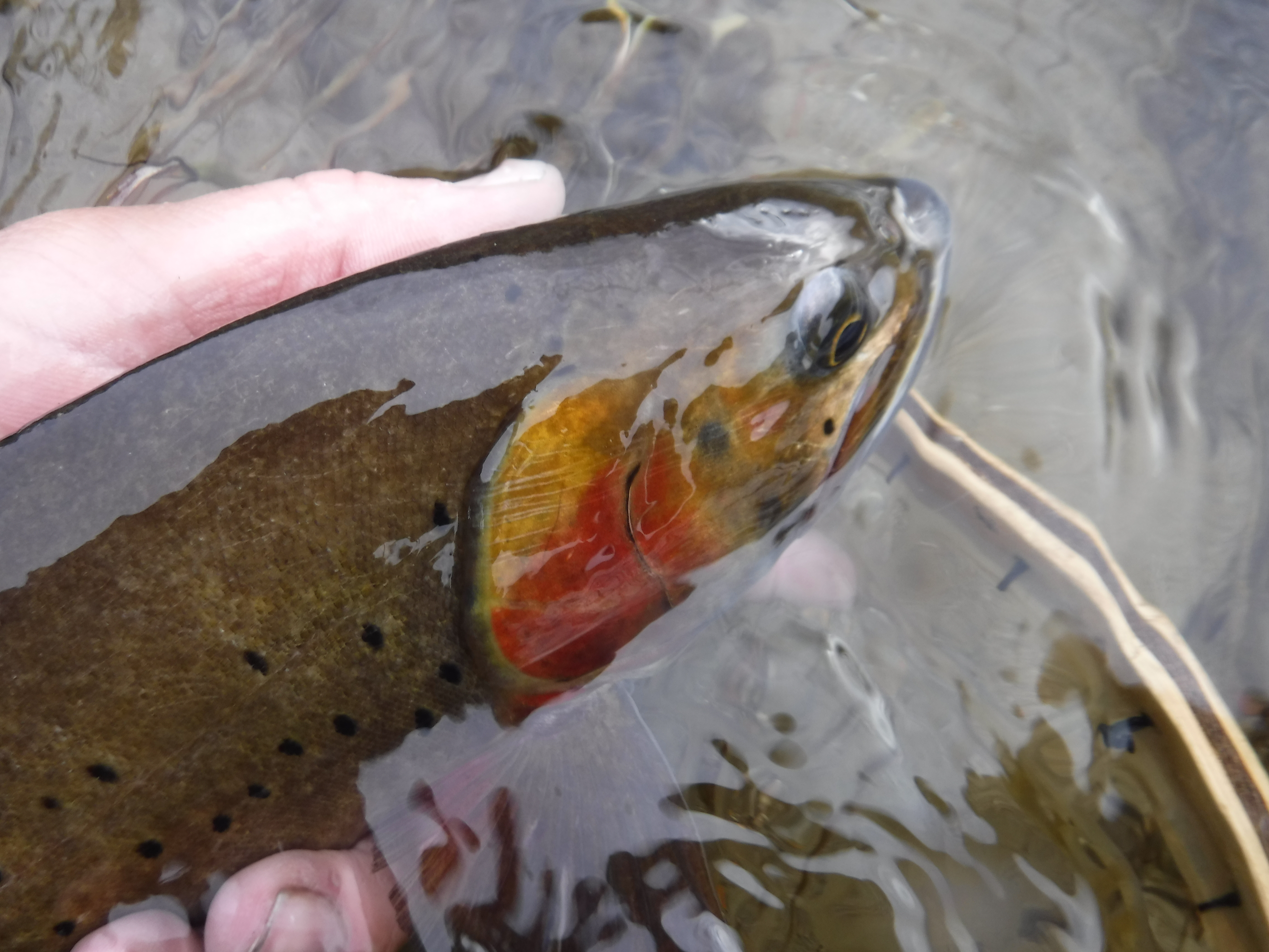 Colorado cutthroat trout