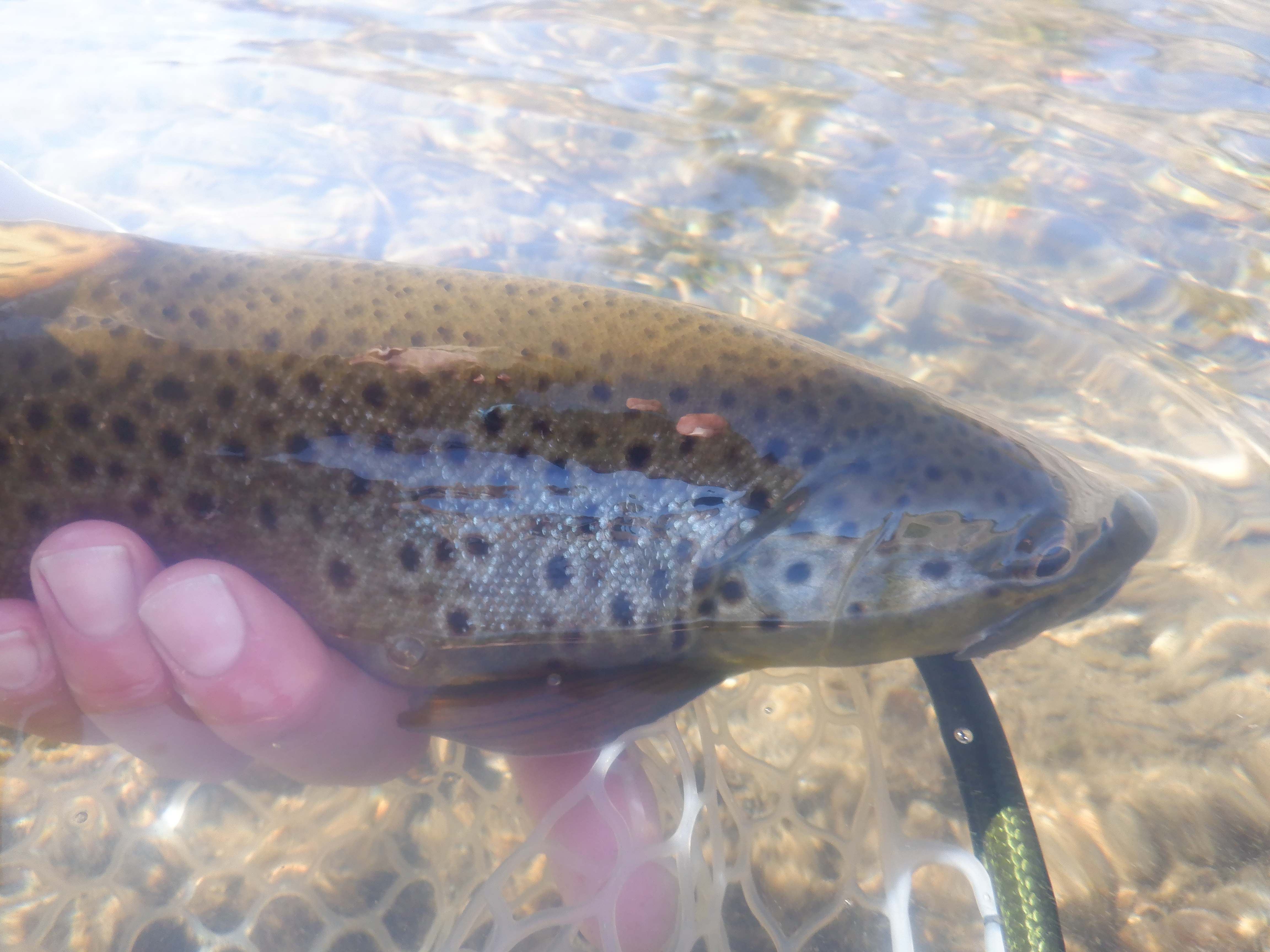 Madison Brown Trout
