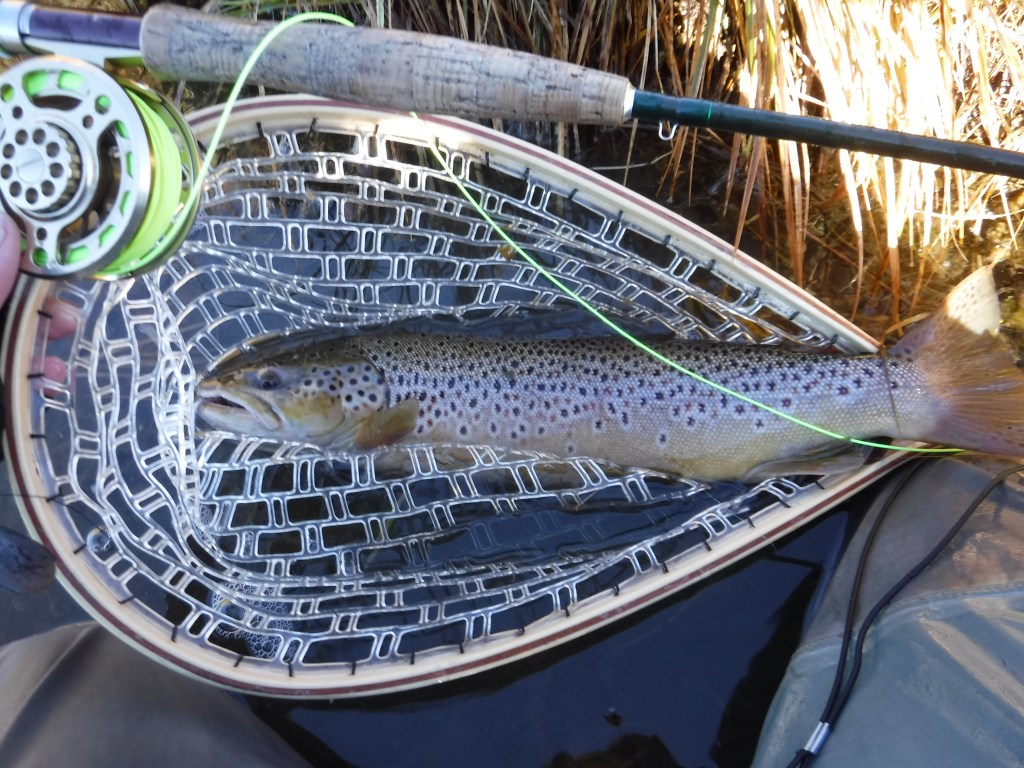 Bakers Hole Brown Trout