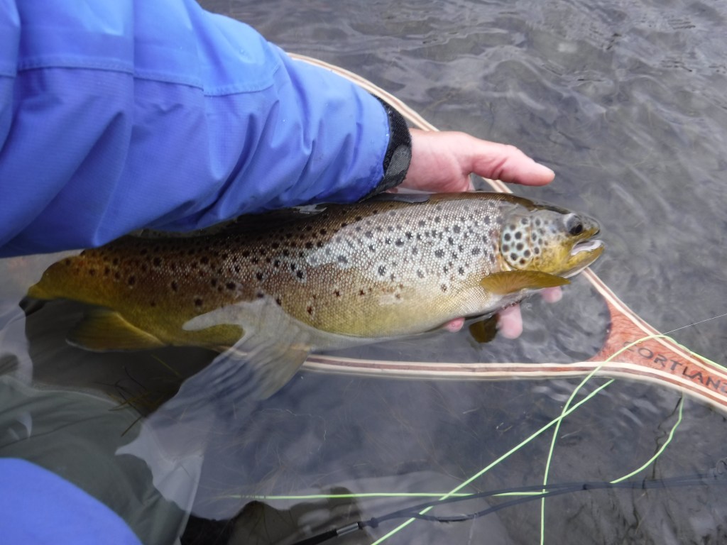 Bakers Hole Brown #2