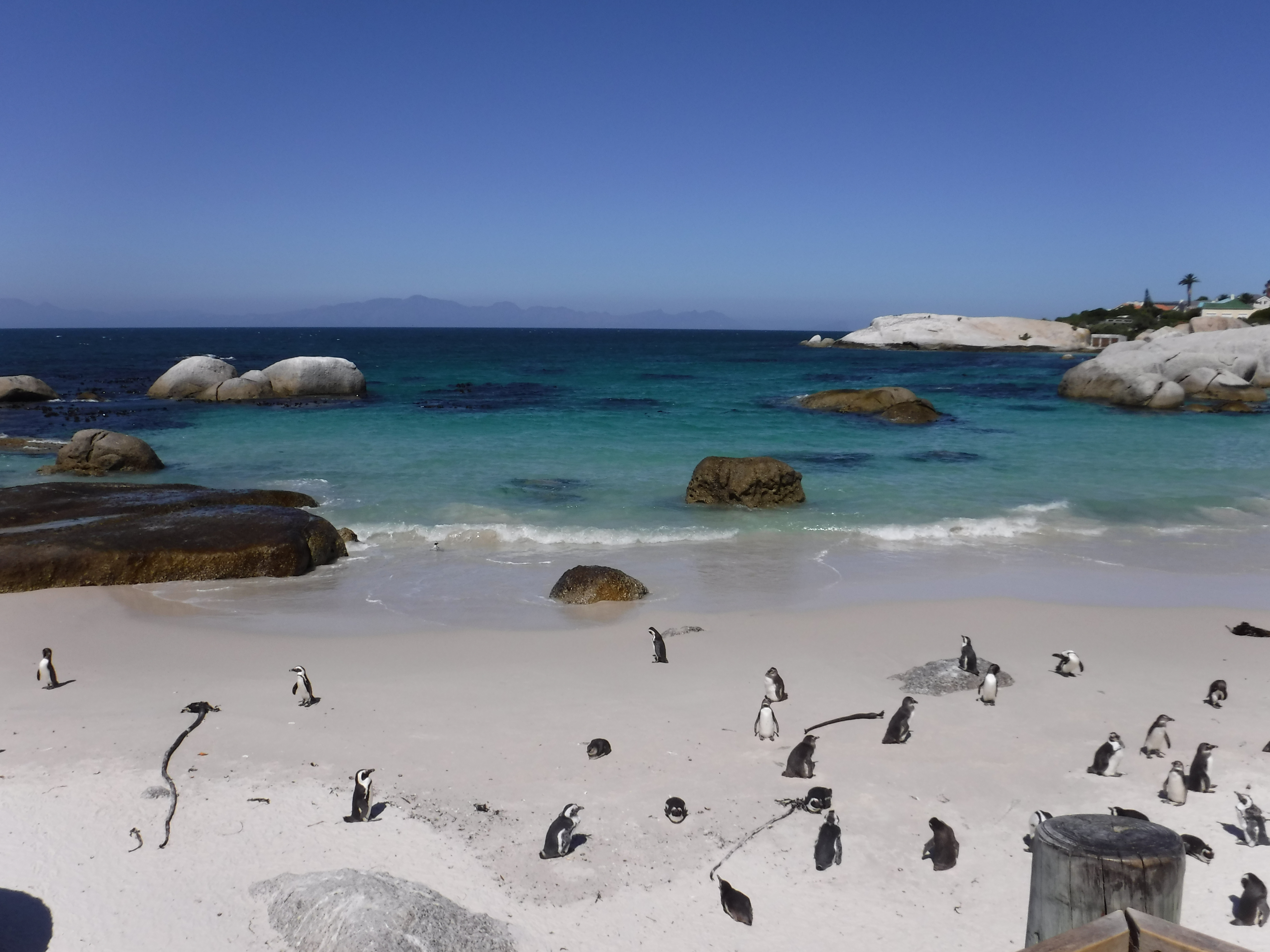 Penguins at the beach