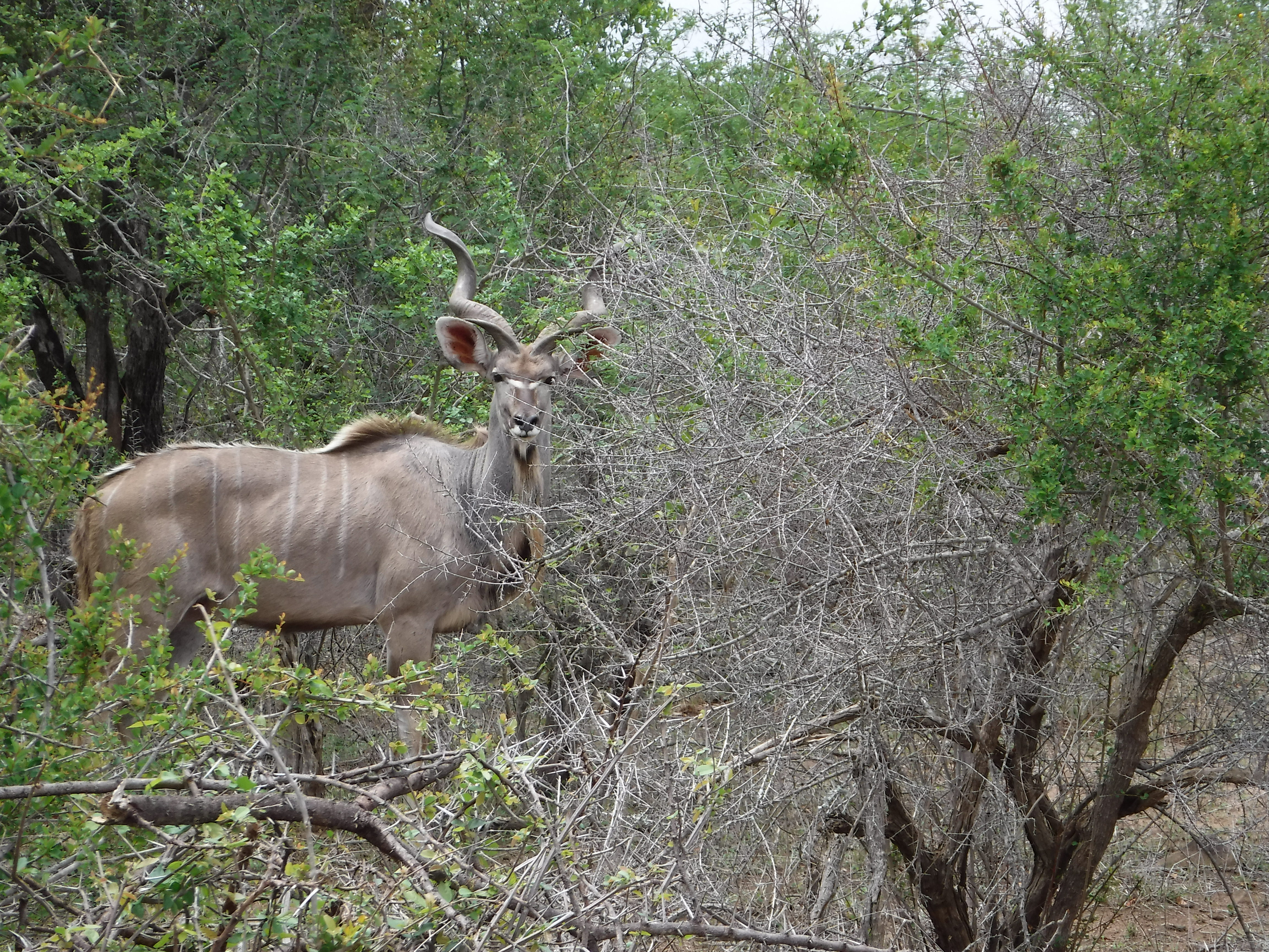 Majestic Eland