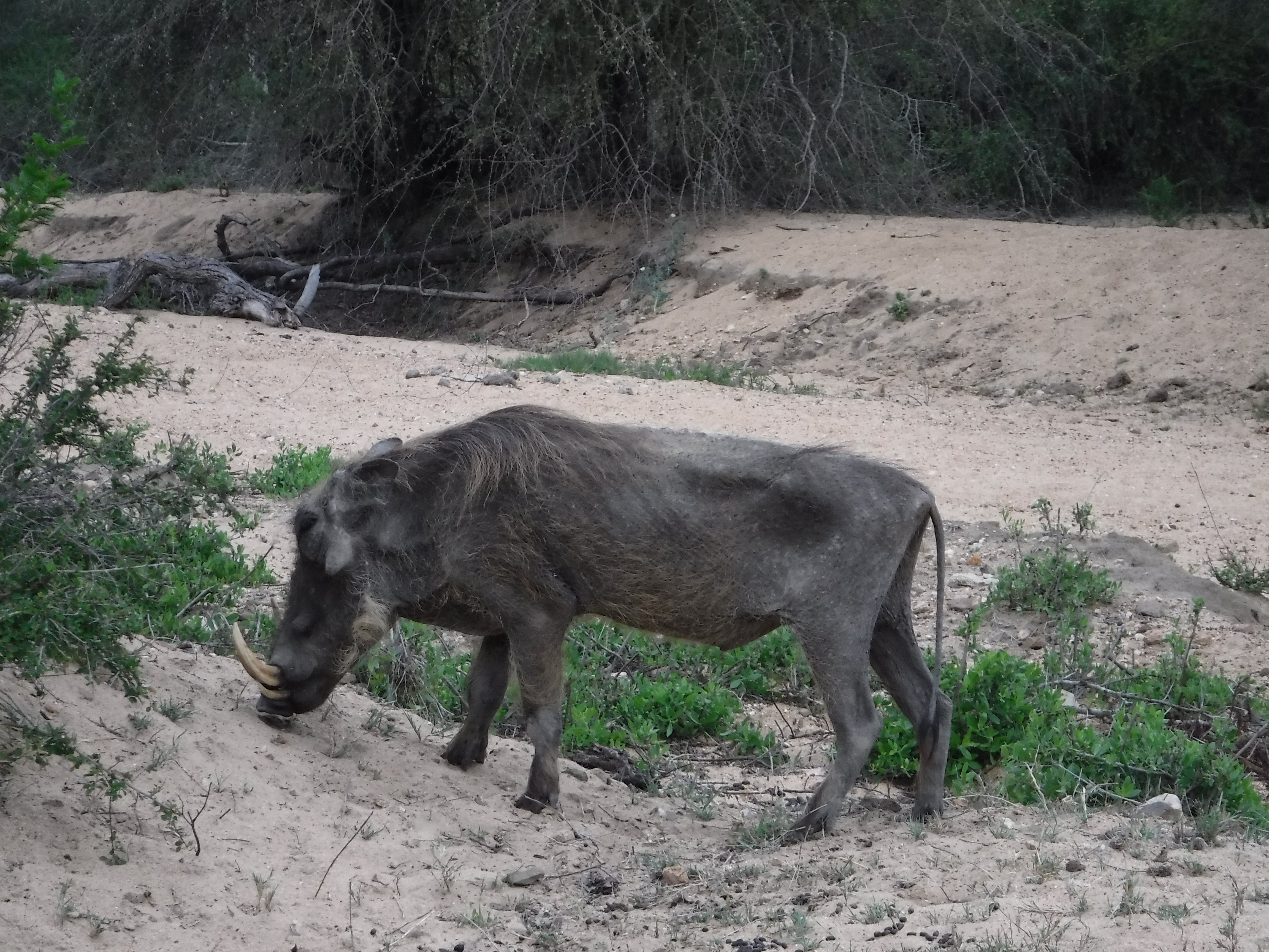 Elderly Warthog