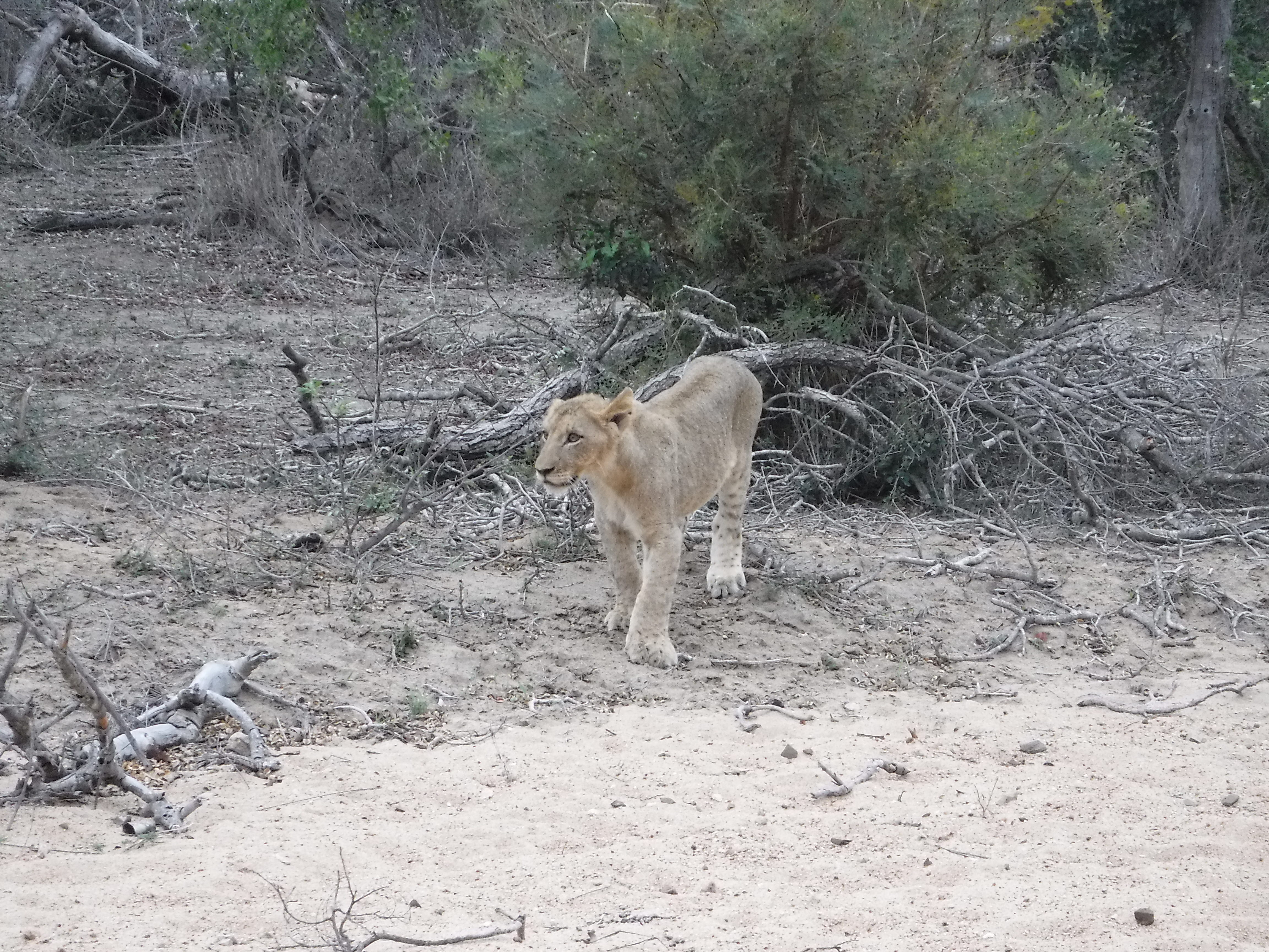 Our First Lion Sighting