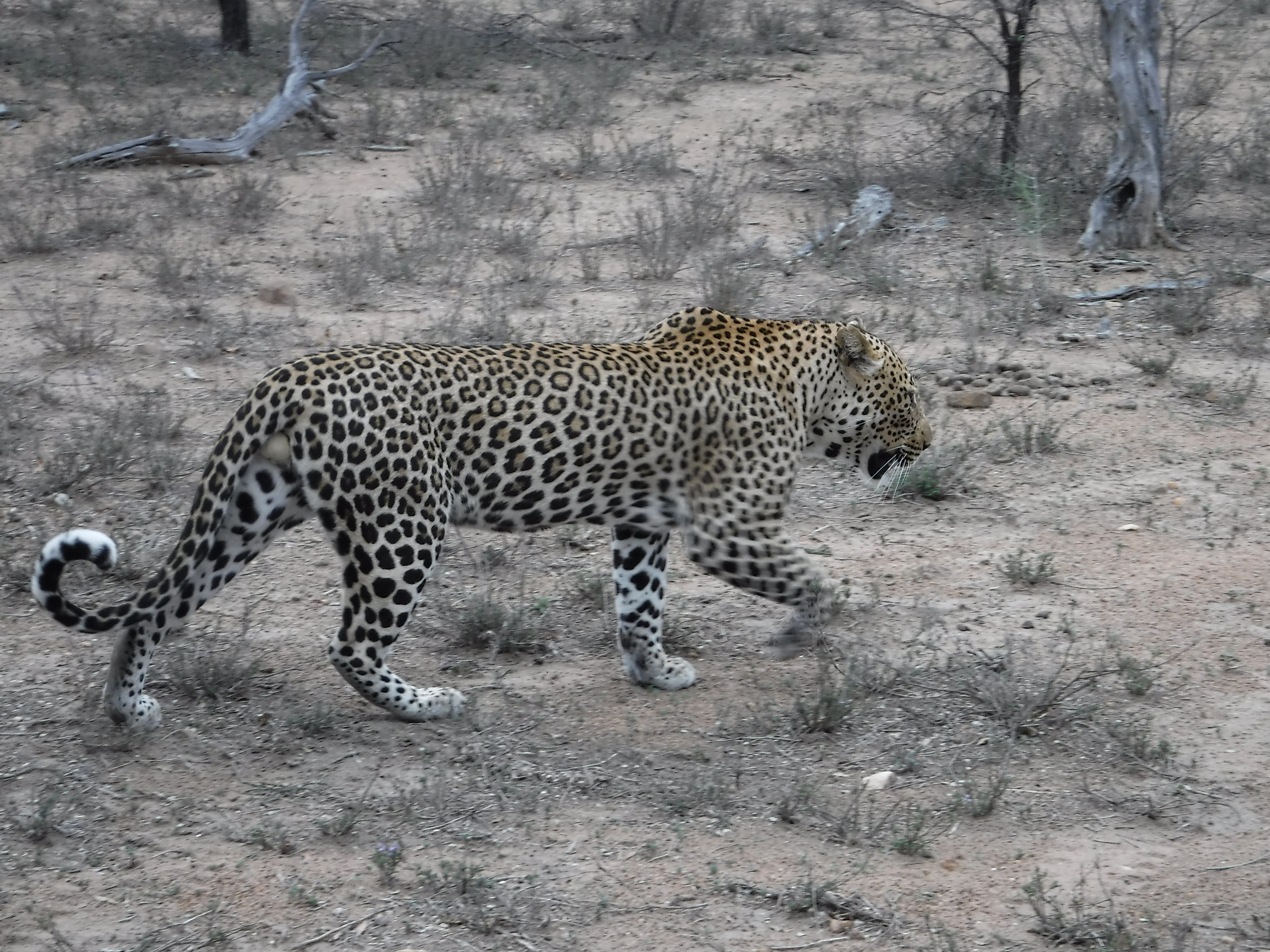 A Leopard