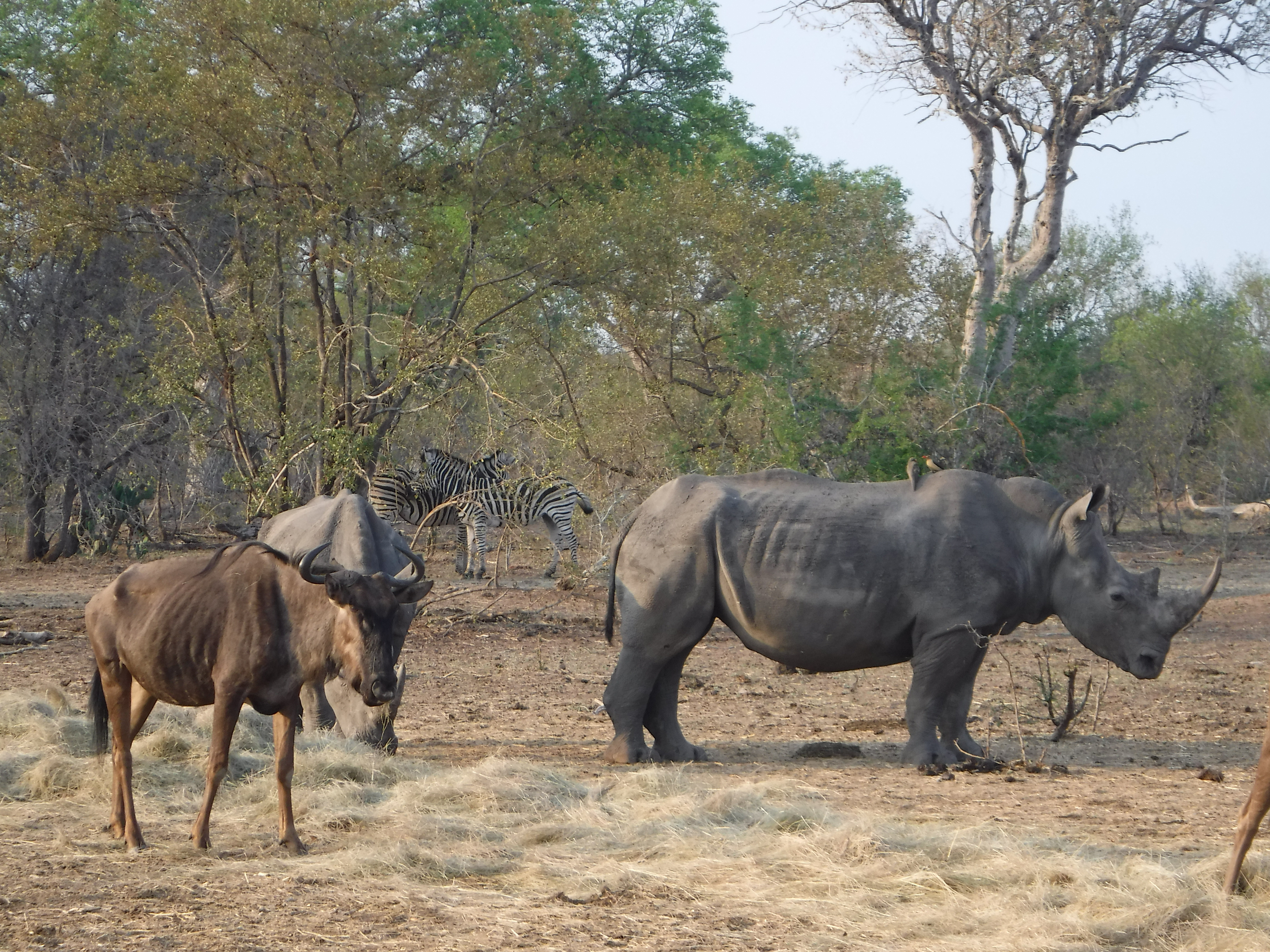 Rhino, Wildebeest, Zebra
