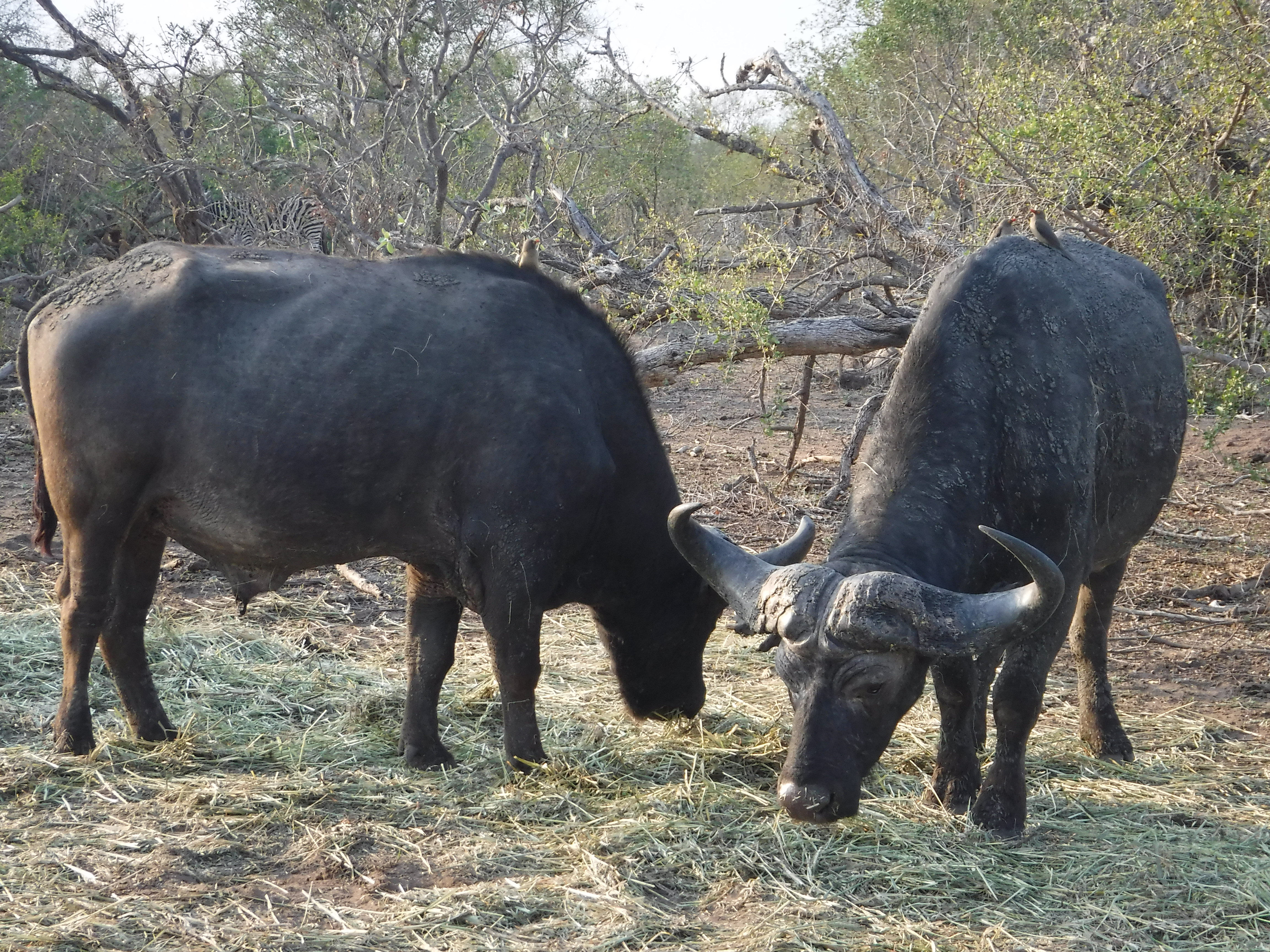 Cape Buffalo