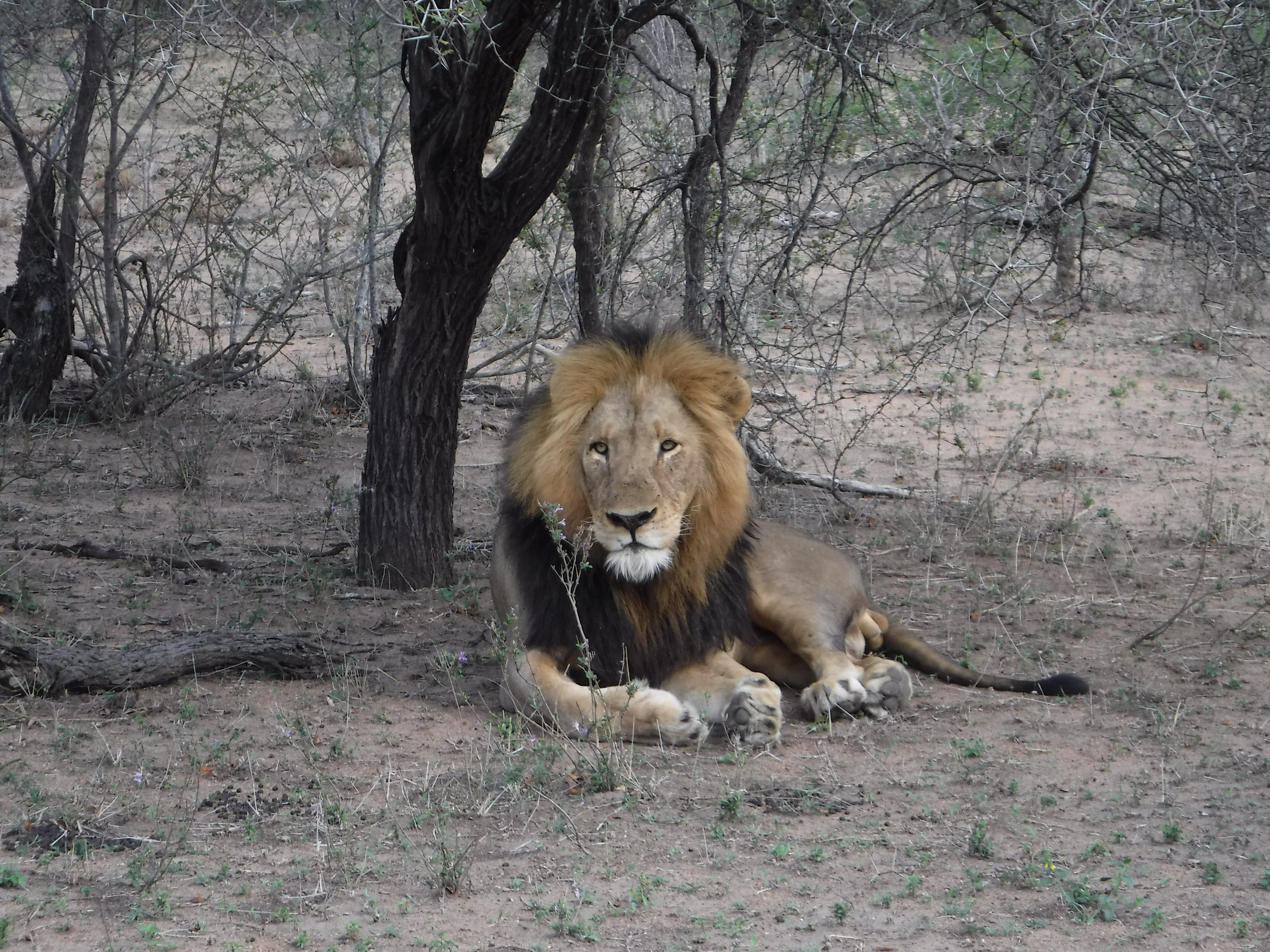 Adult Male Lion