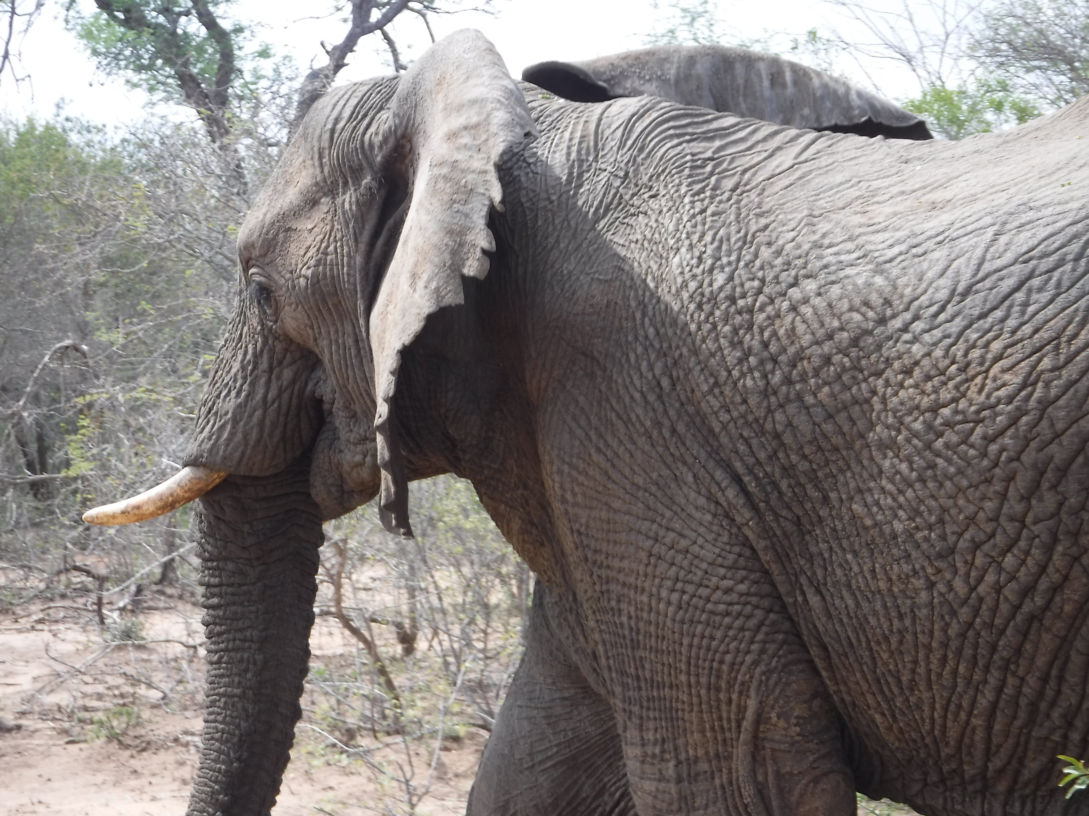 Another, Older Elephant