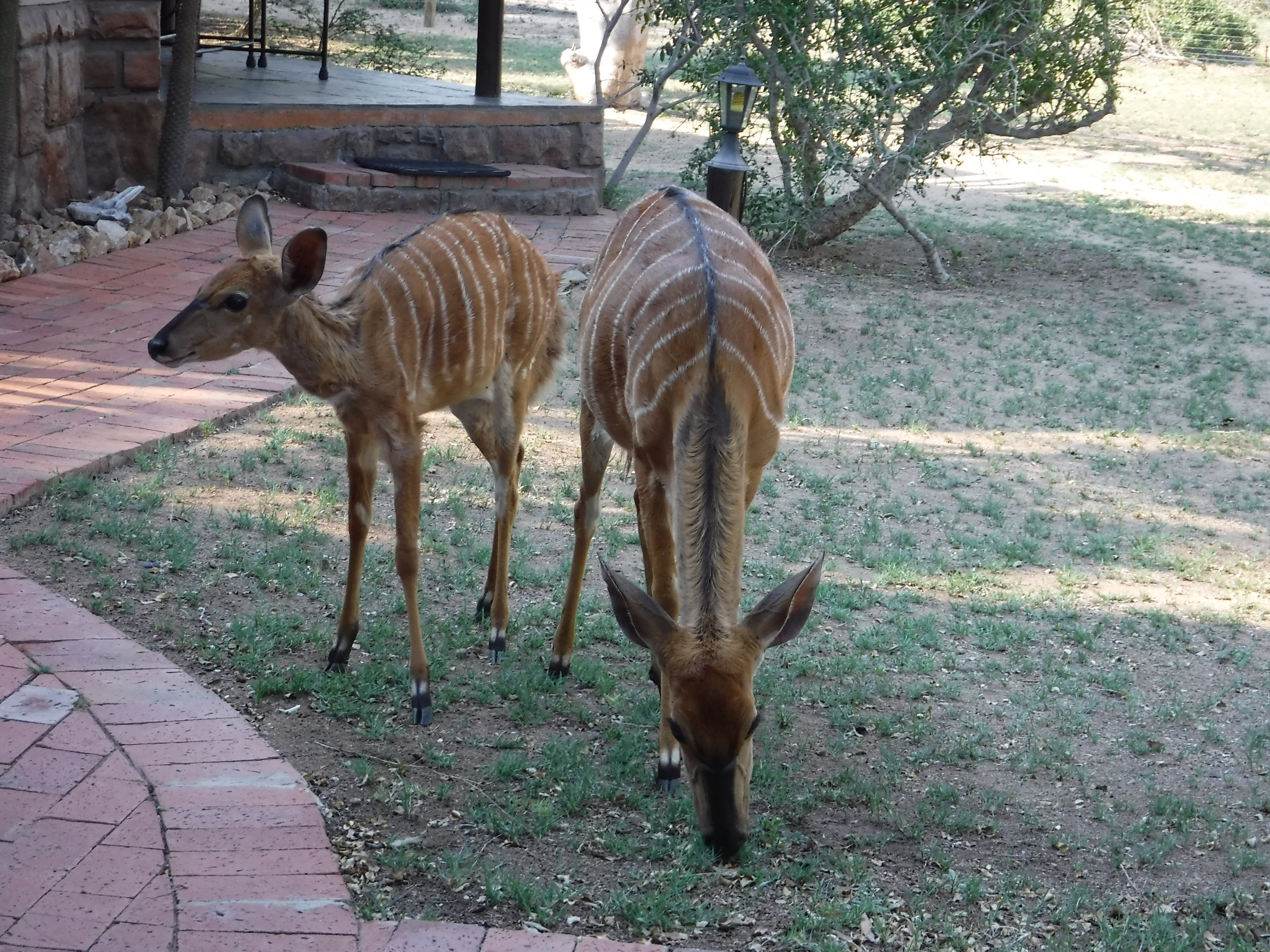 Nyala Mother and Calf