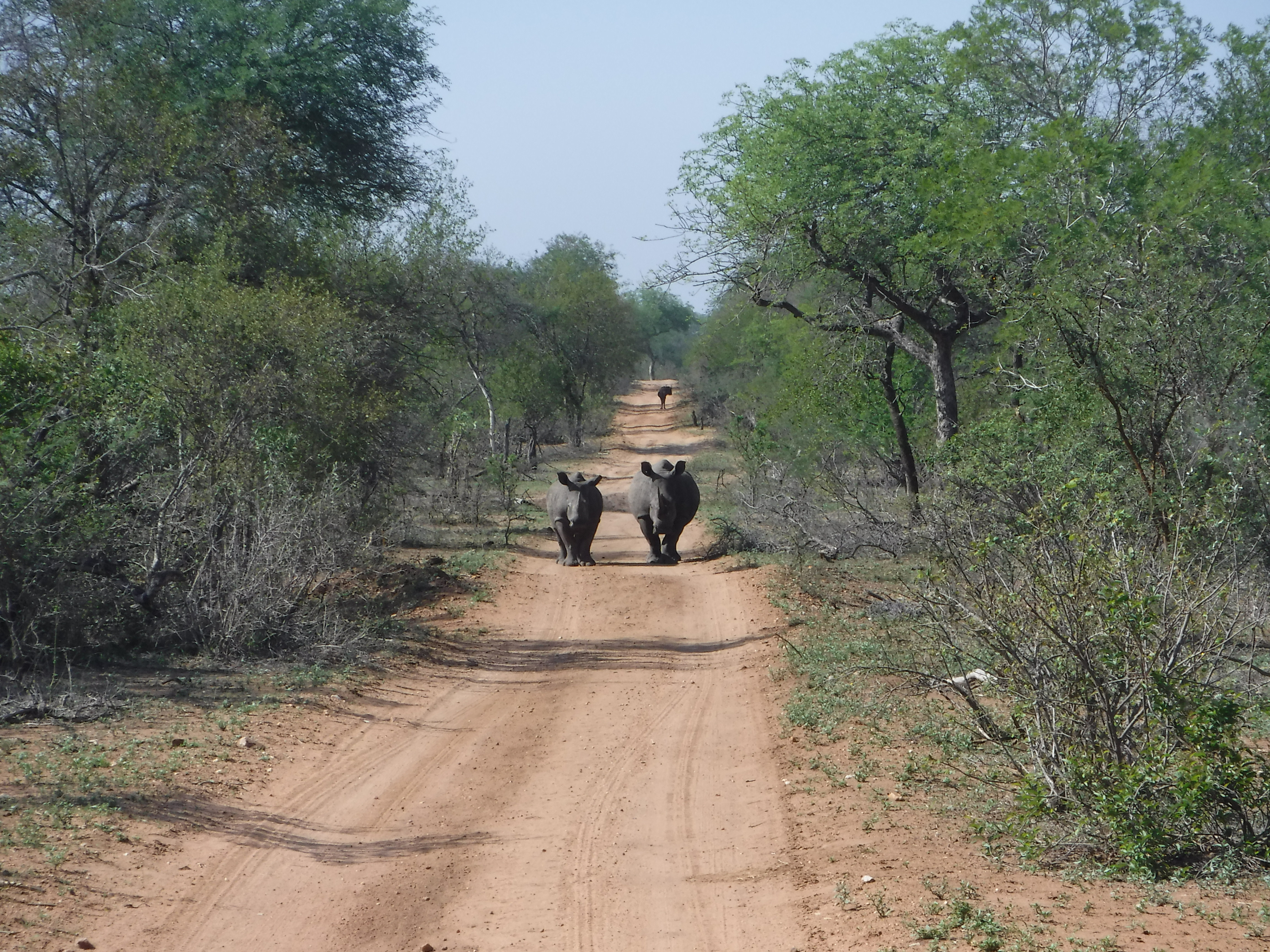 Two Rhinos Take a Walk