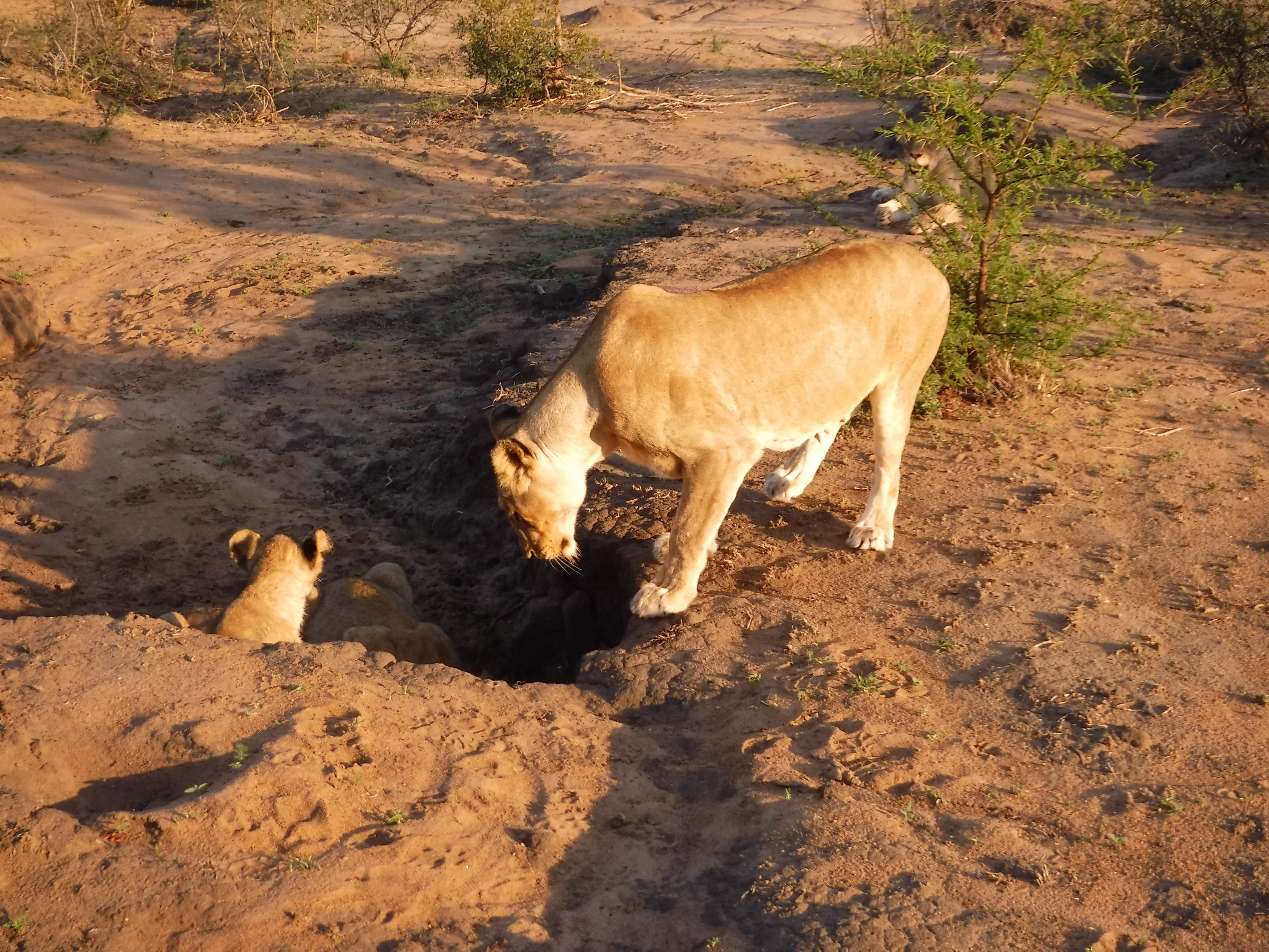 Lions at the Watering Hole
