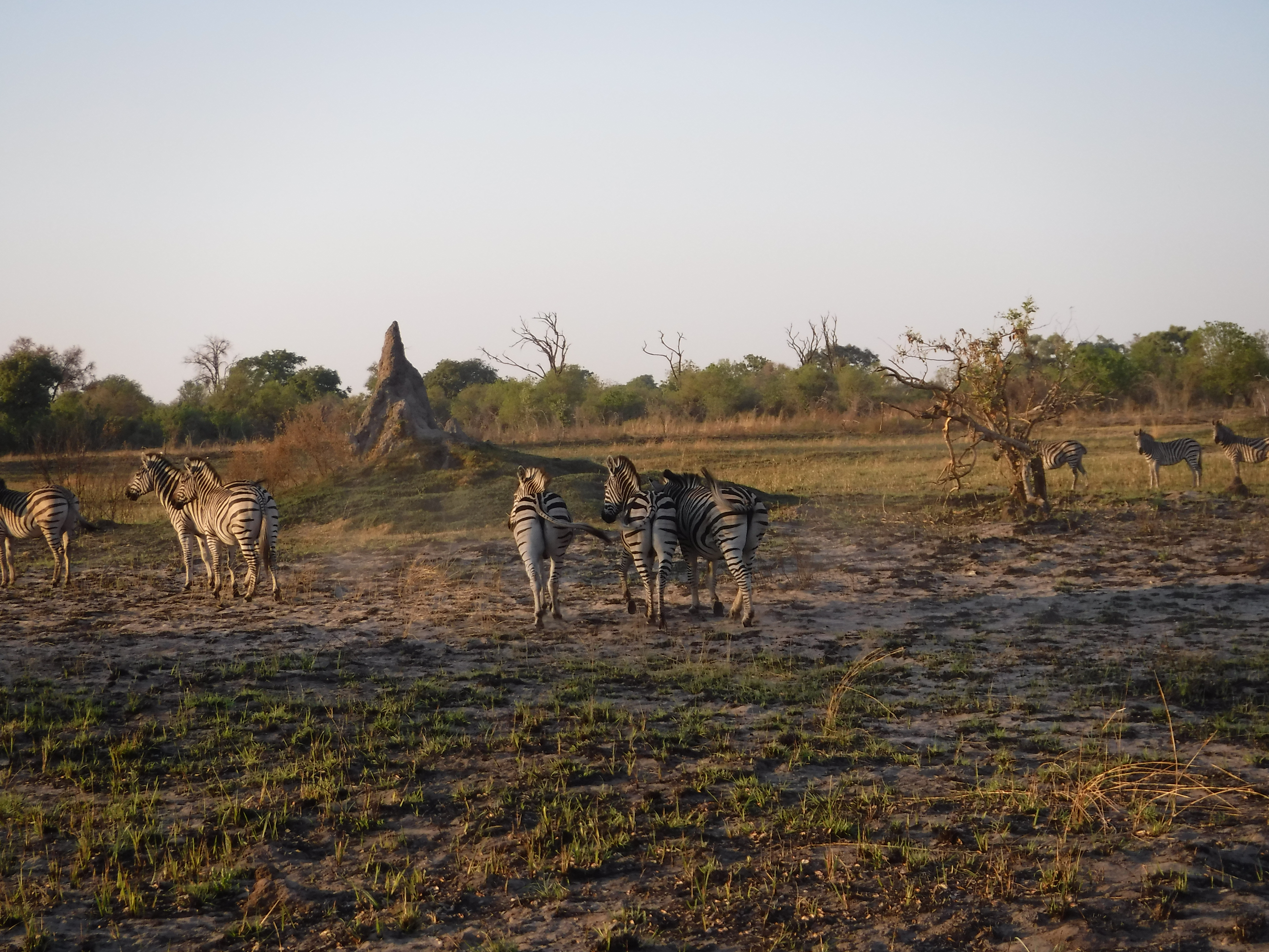 Zebras and Termites