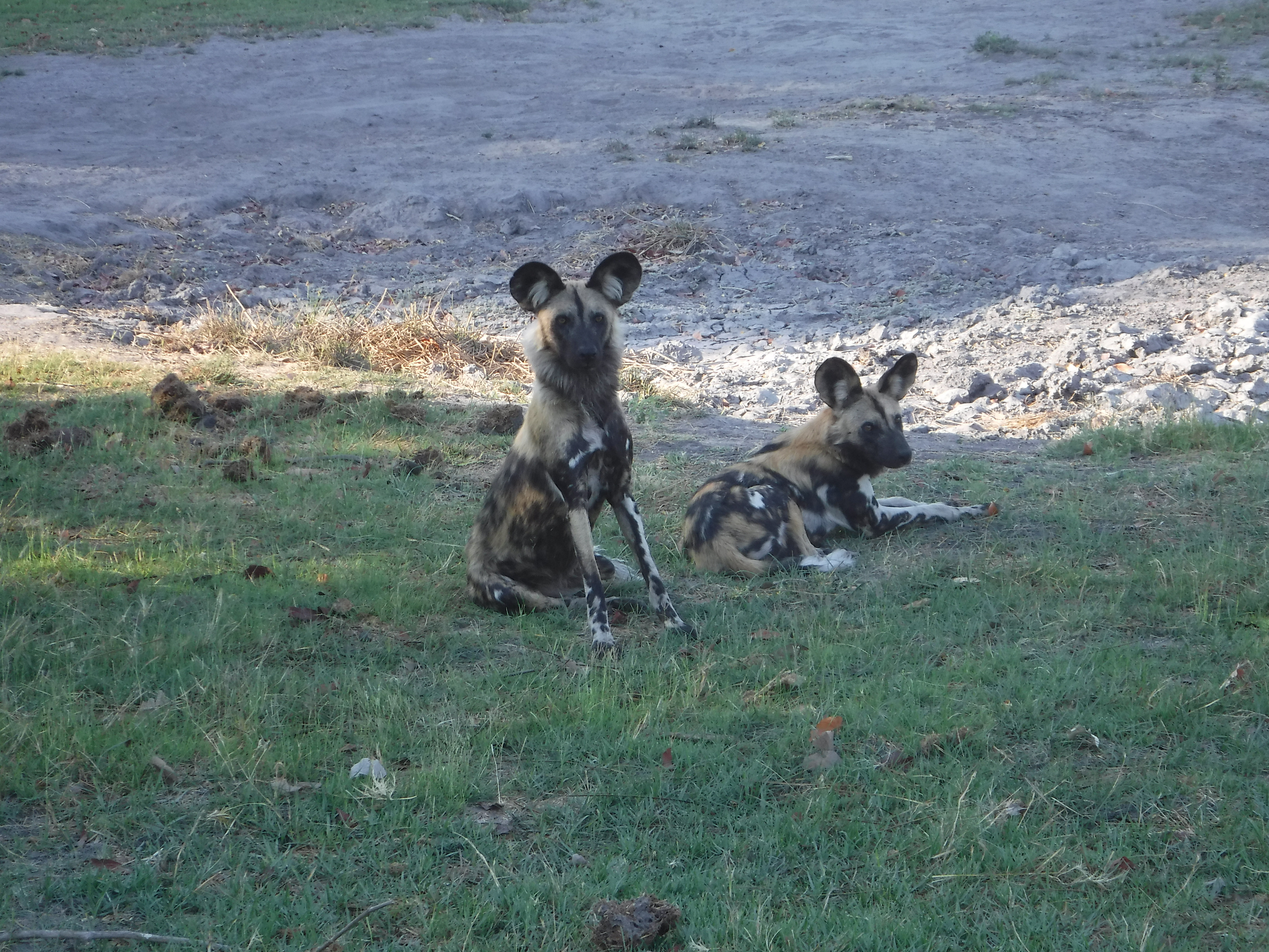 Pack of Painted Dogs