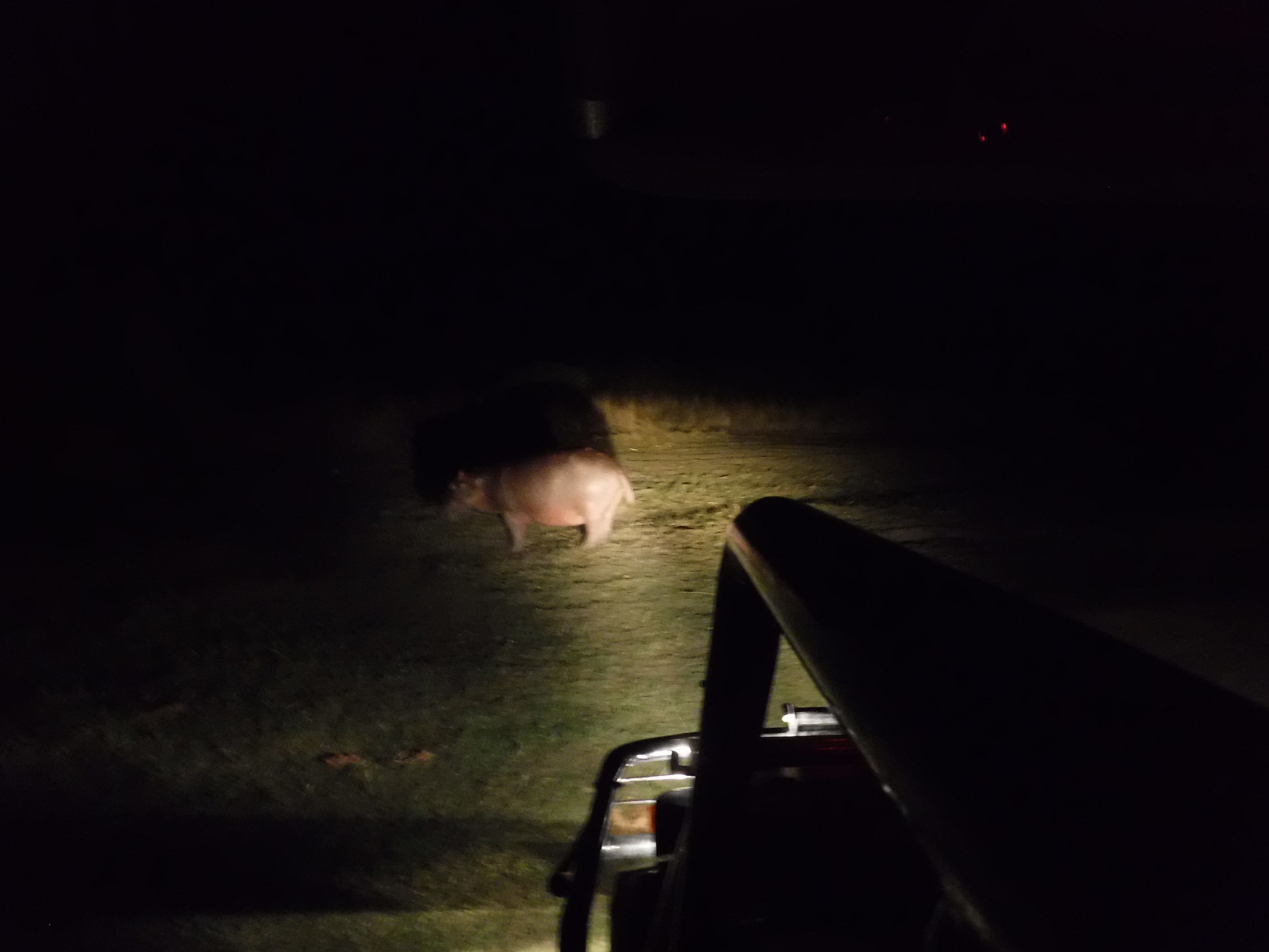 Hippo in Headlights