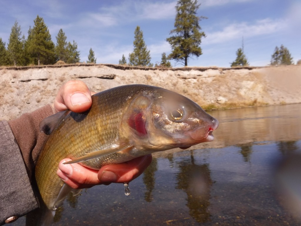 A Bakers Hole Witefish