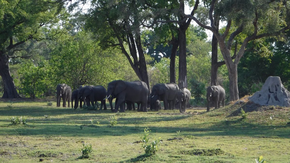 Elephants of Kadizora Camp