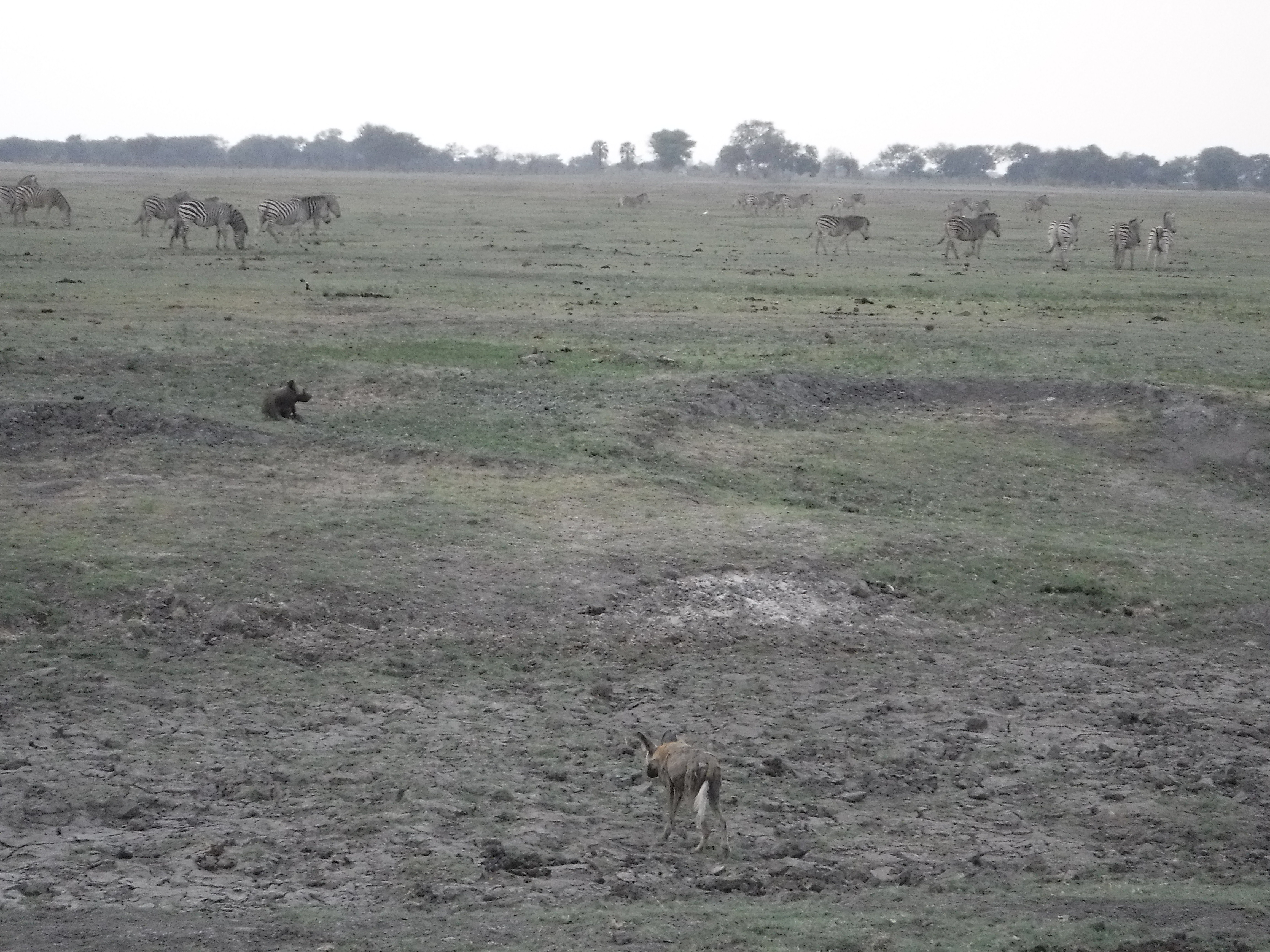 The Jackal, the Hyena and the Zebras