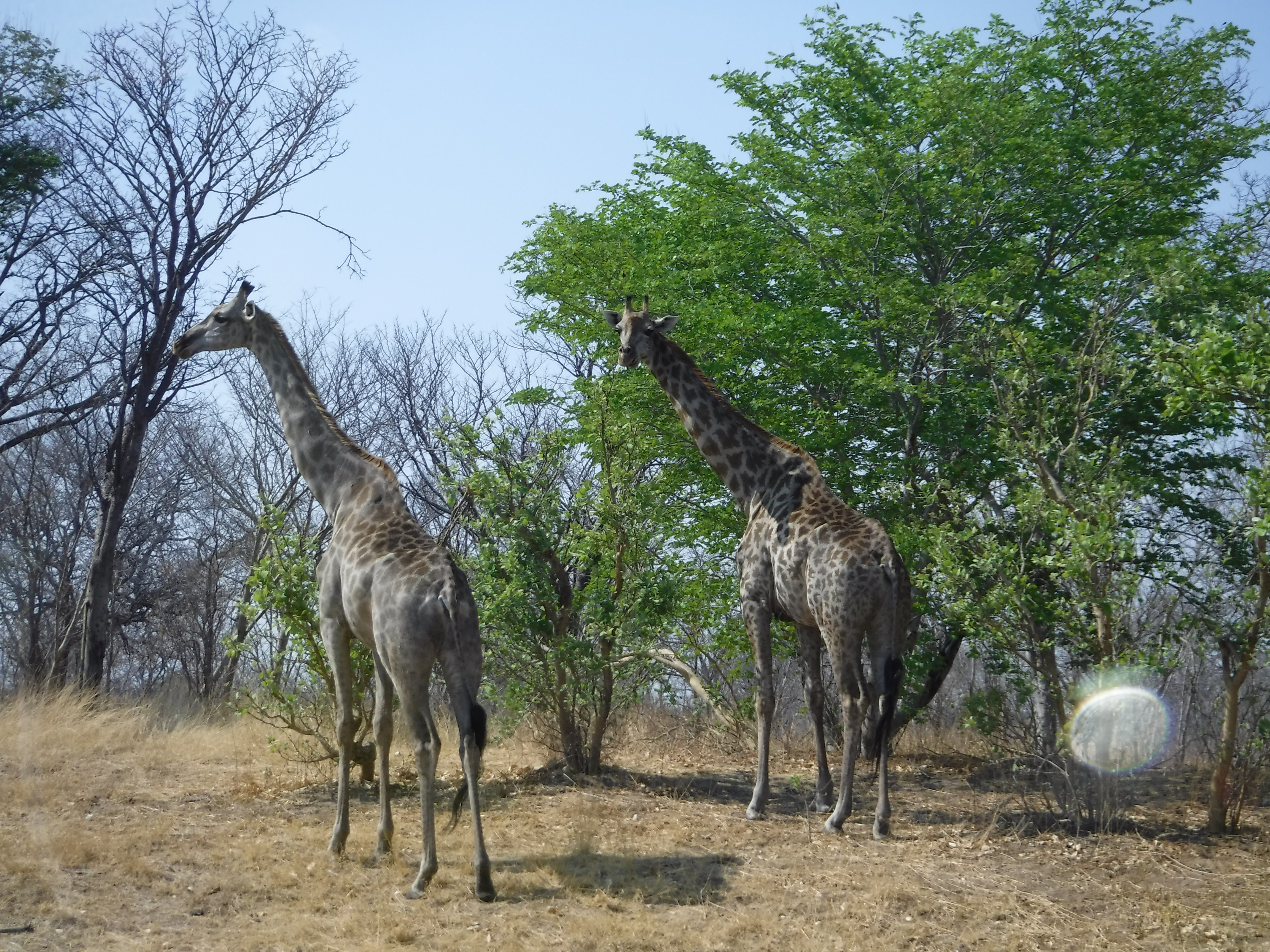 A Pair of Giraffe