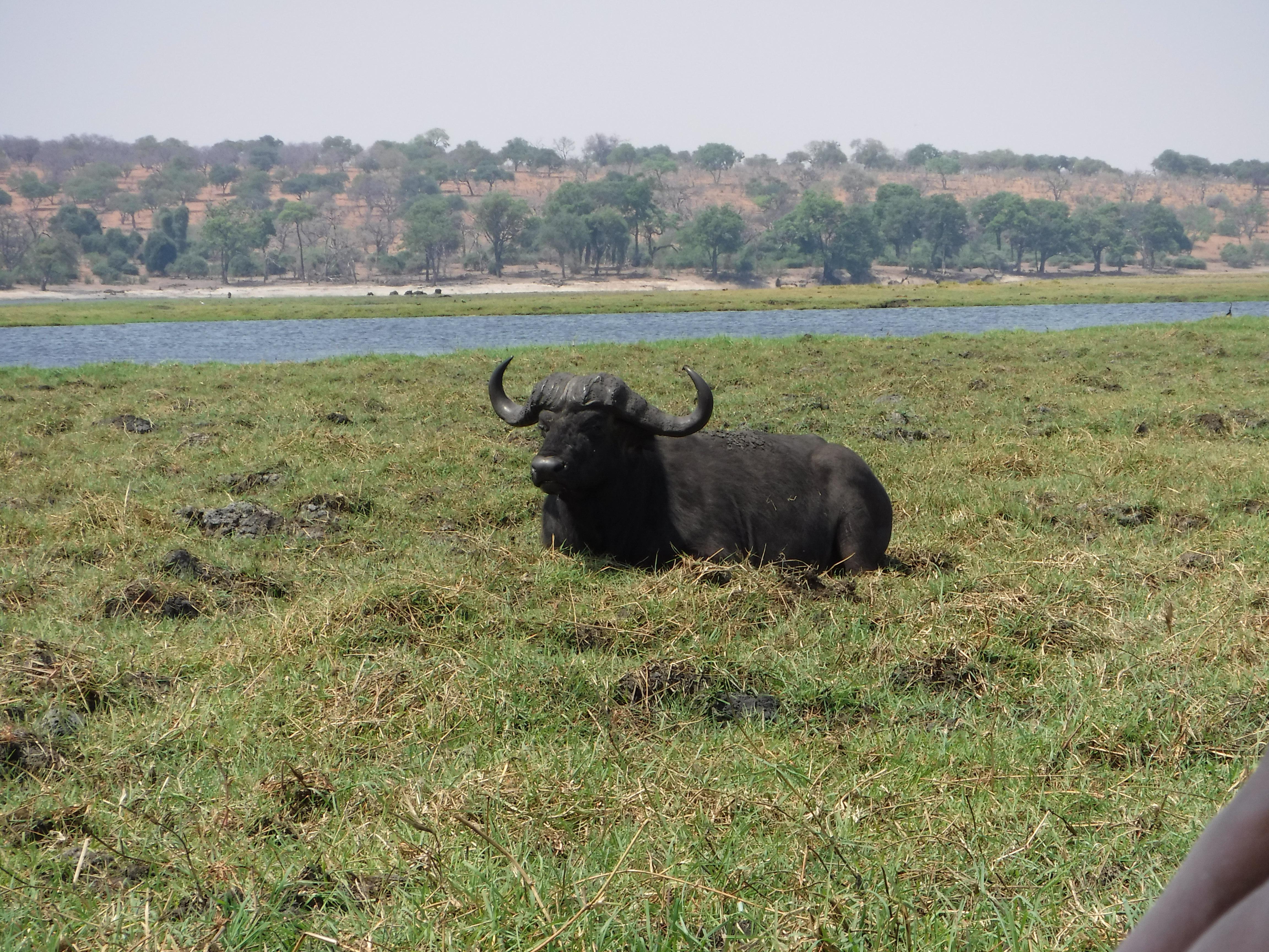 Cape Buffalo