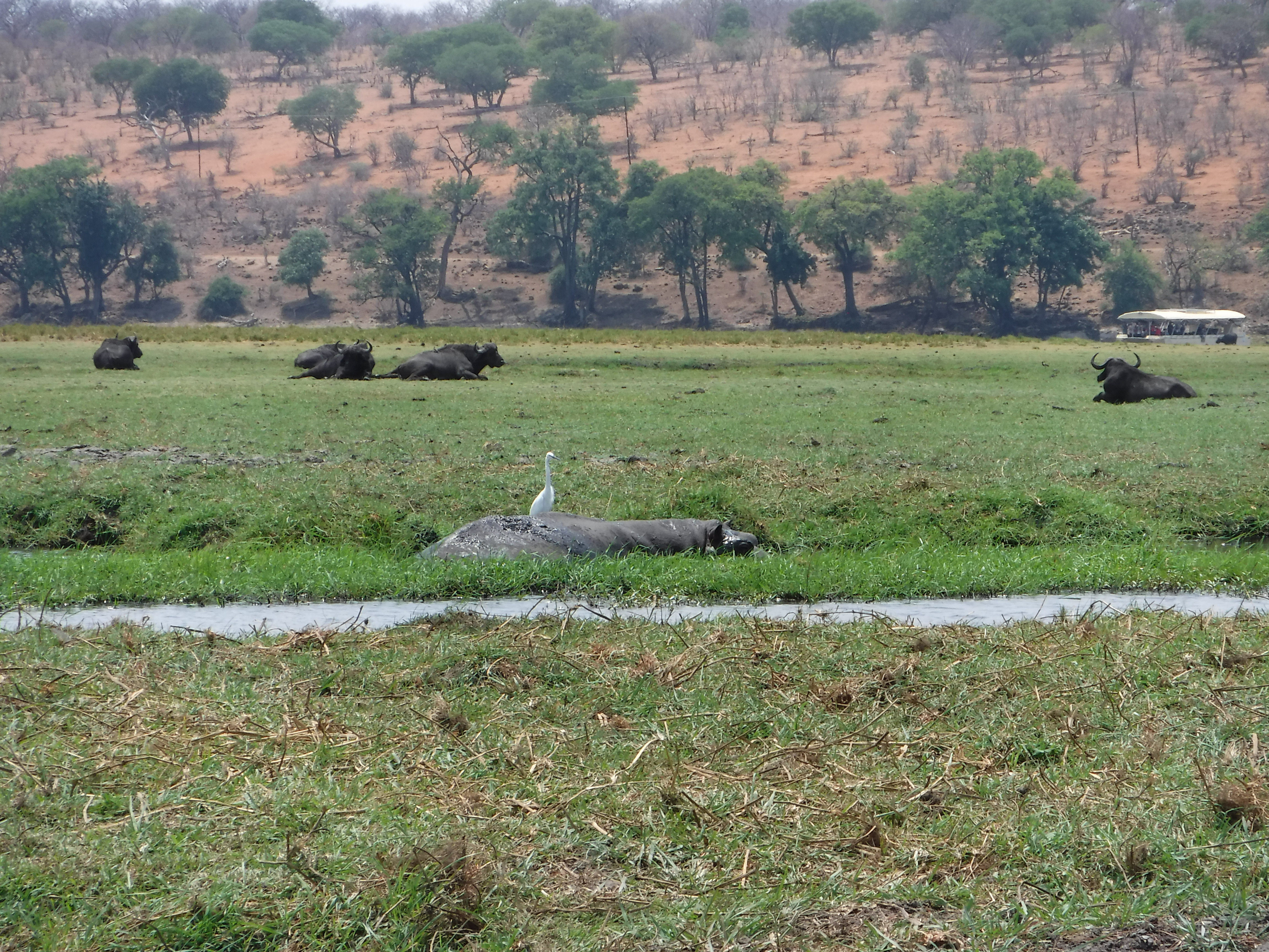 Hippo, Buffalo and Egret