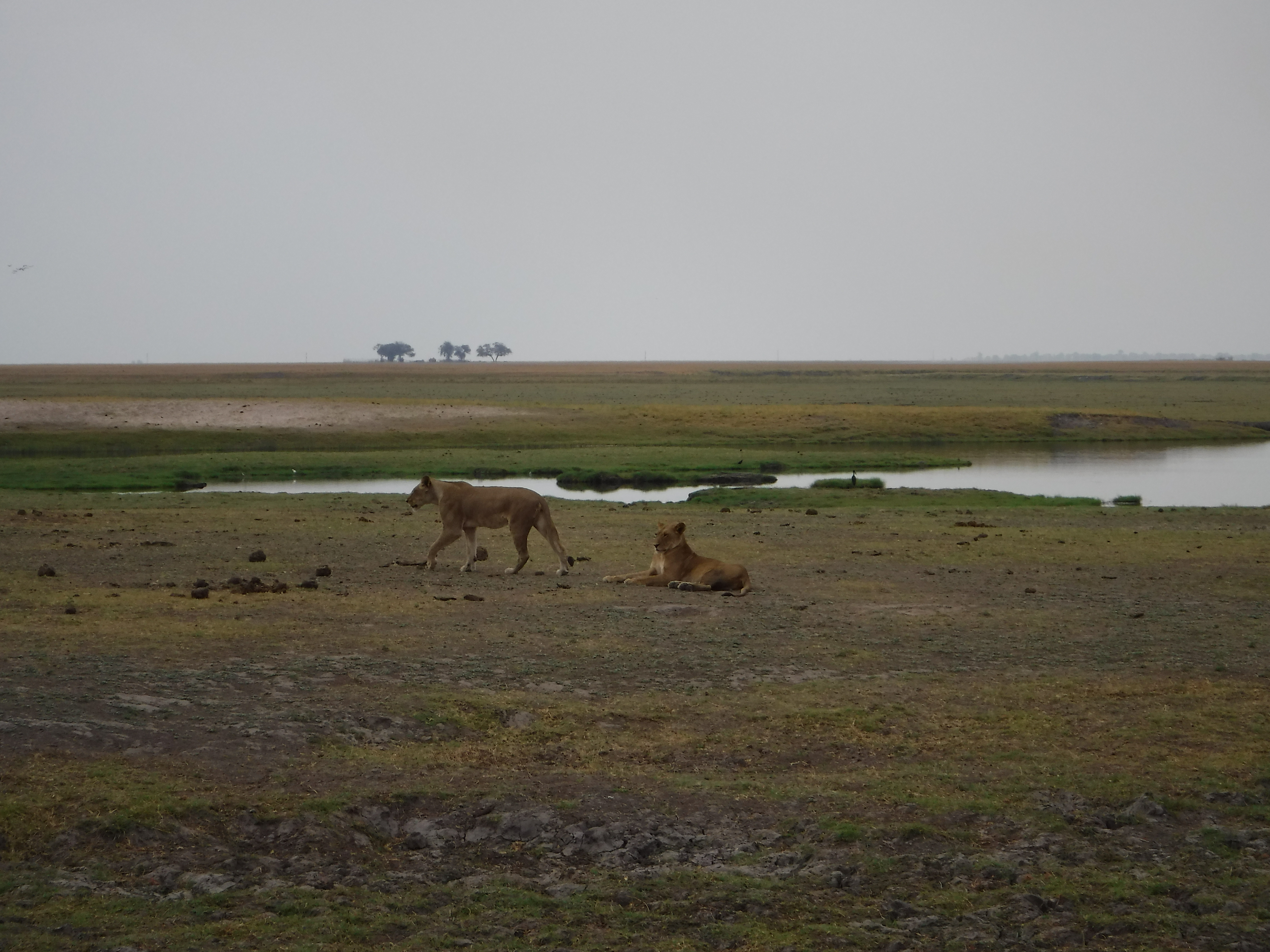 Chobe Lions