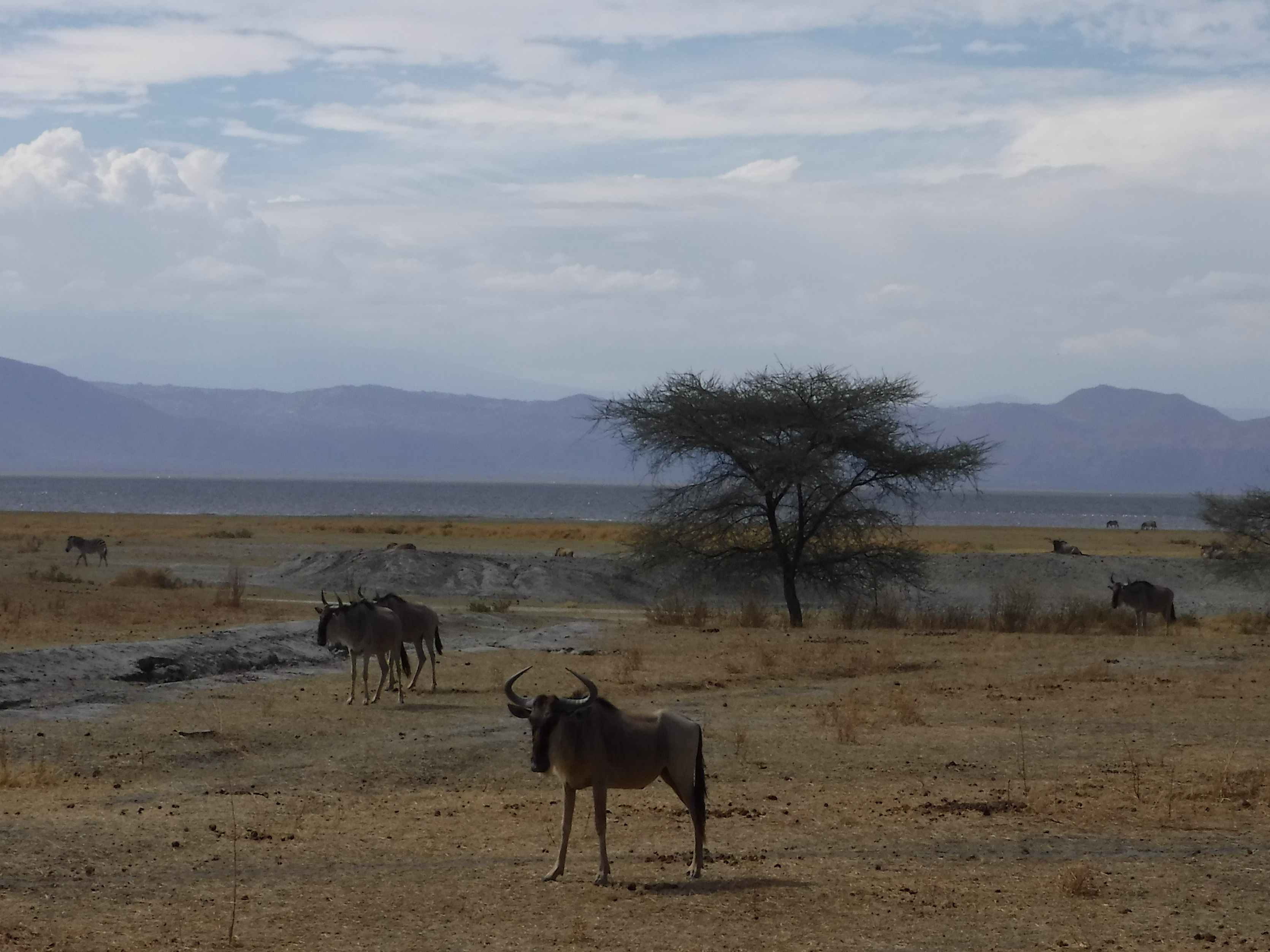 Manyara wildebeests