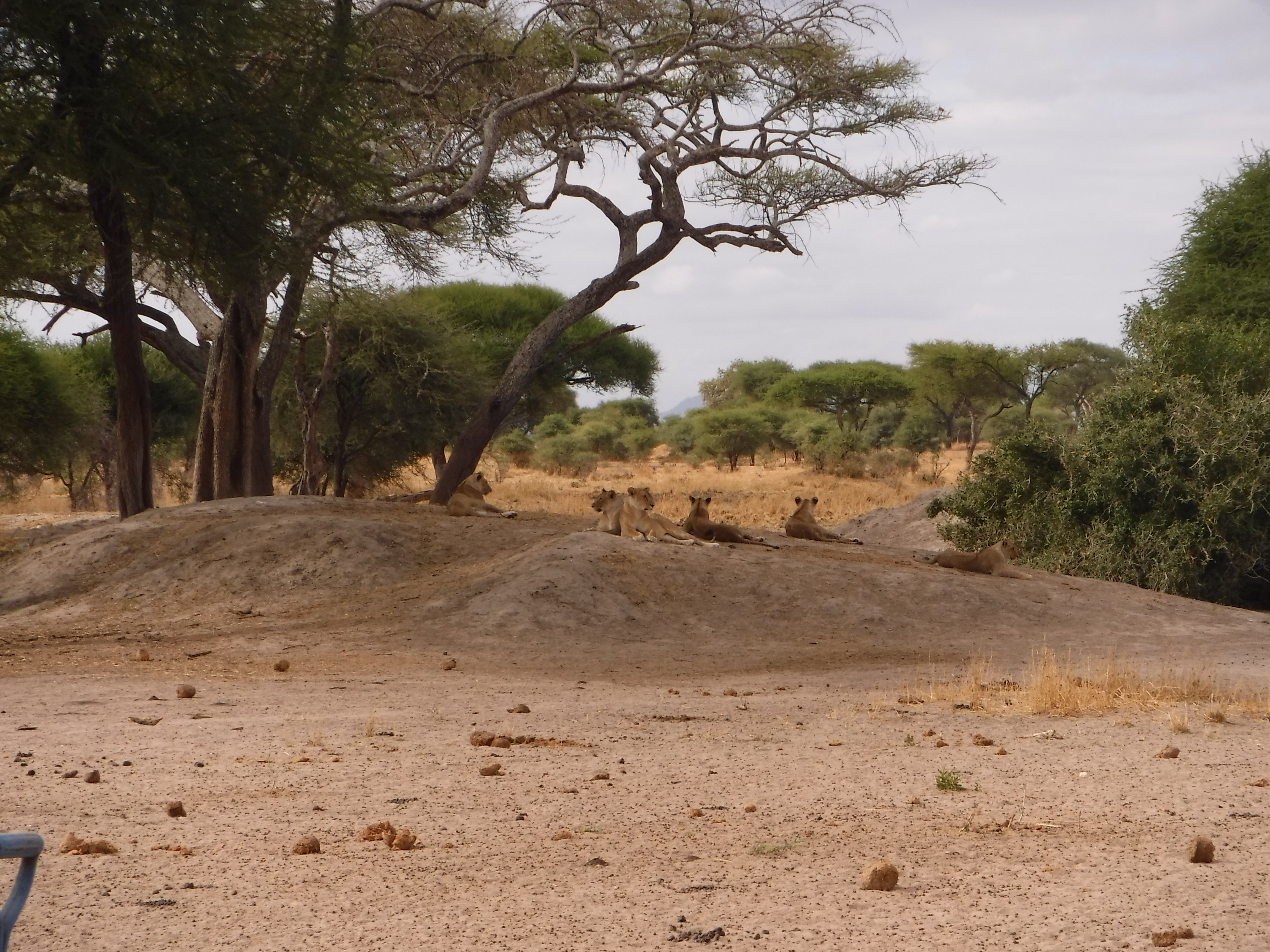 Tarangire lions at rest.