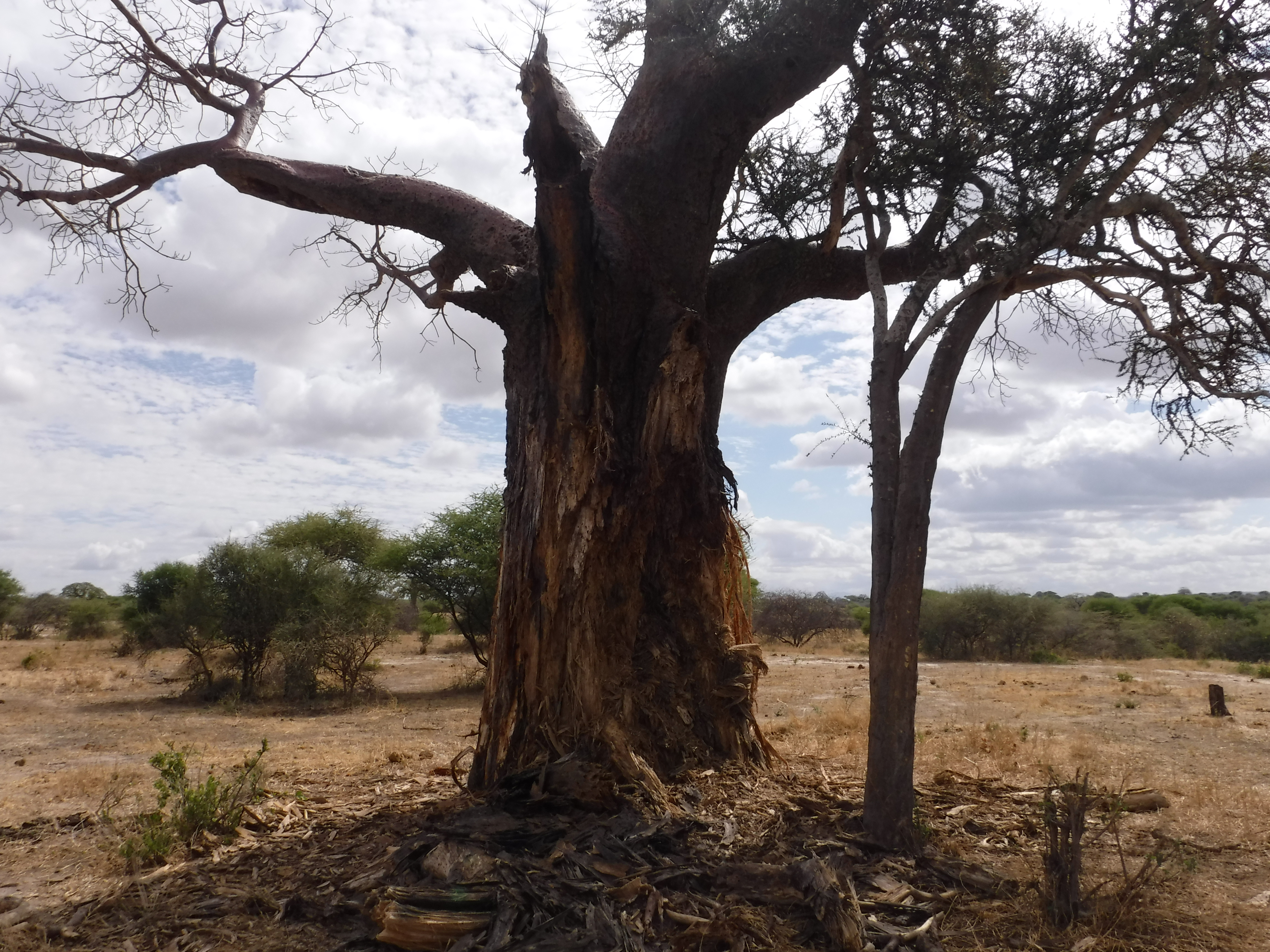 Elephant wrecked baobab tree.