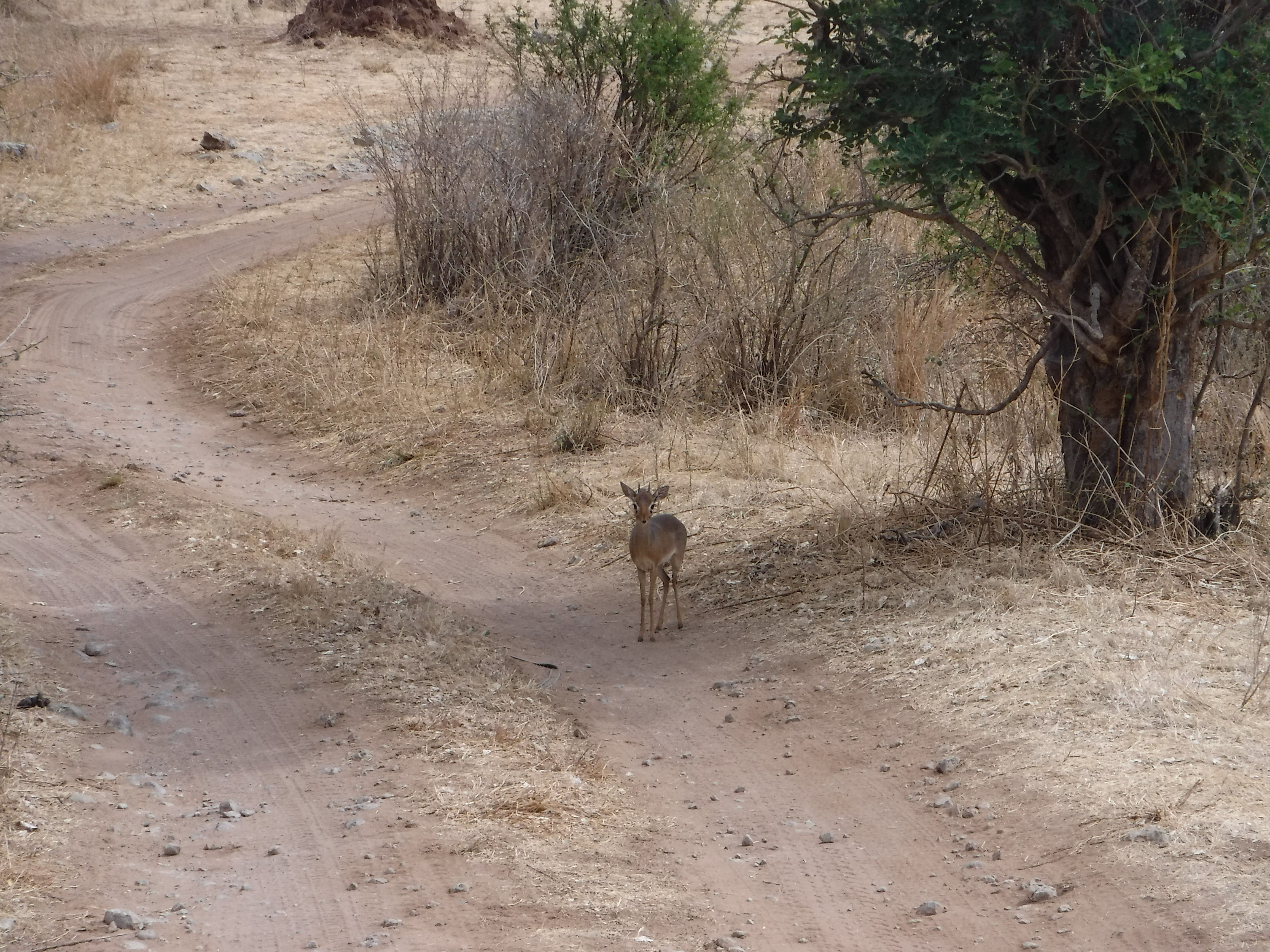 The tiniest antelope, the Dik Dik.