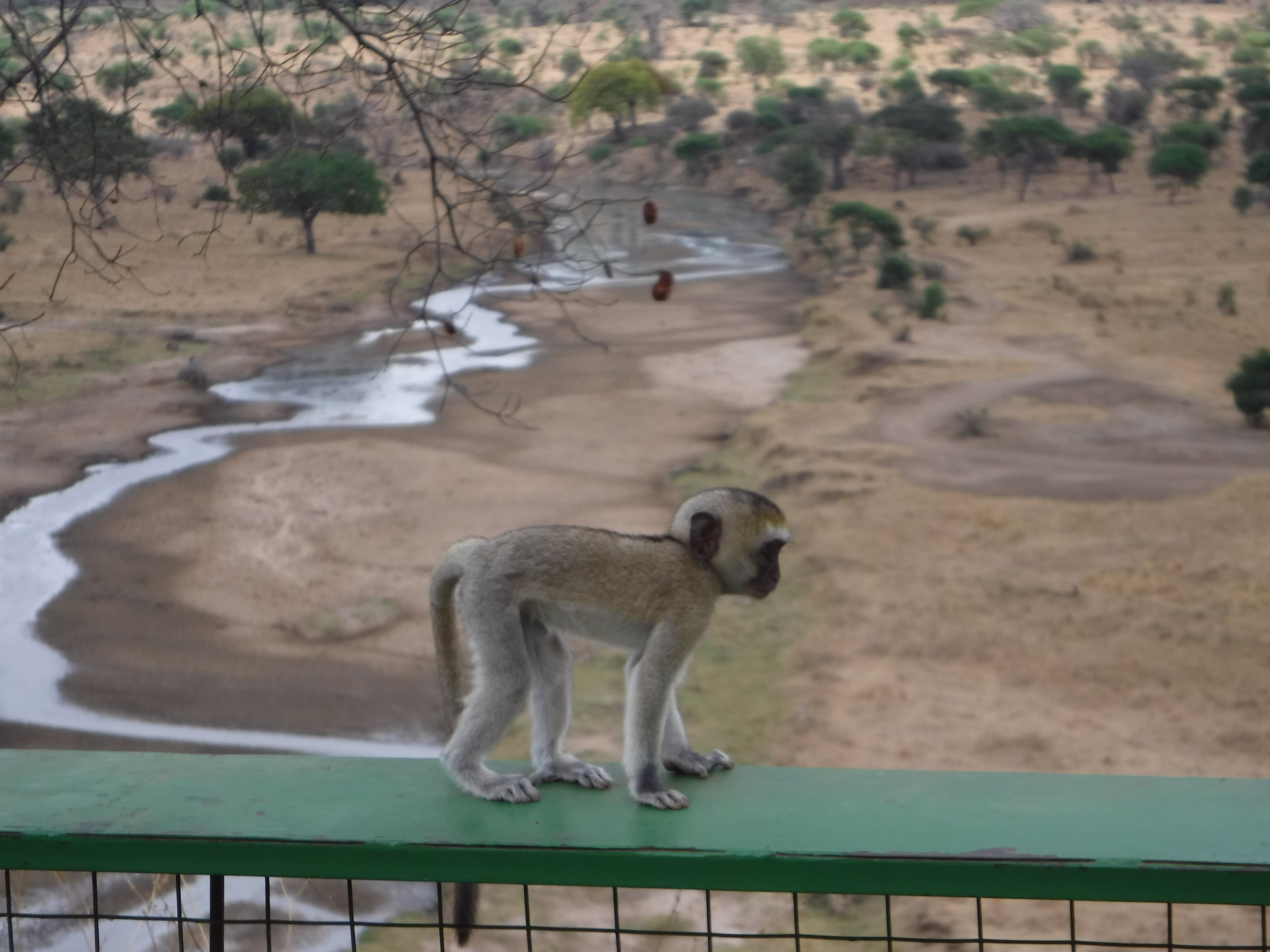 A baby vervet monkey.