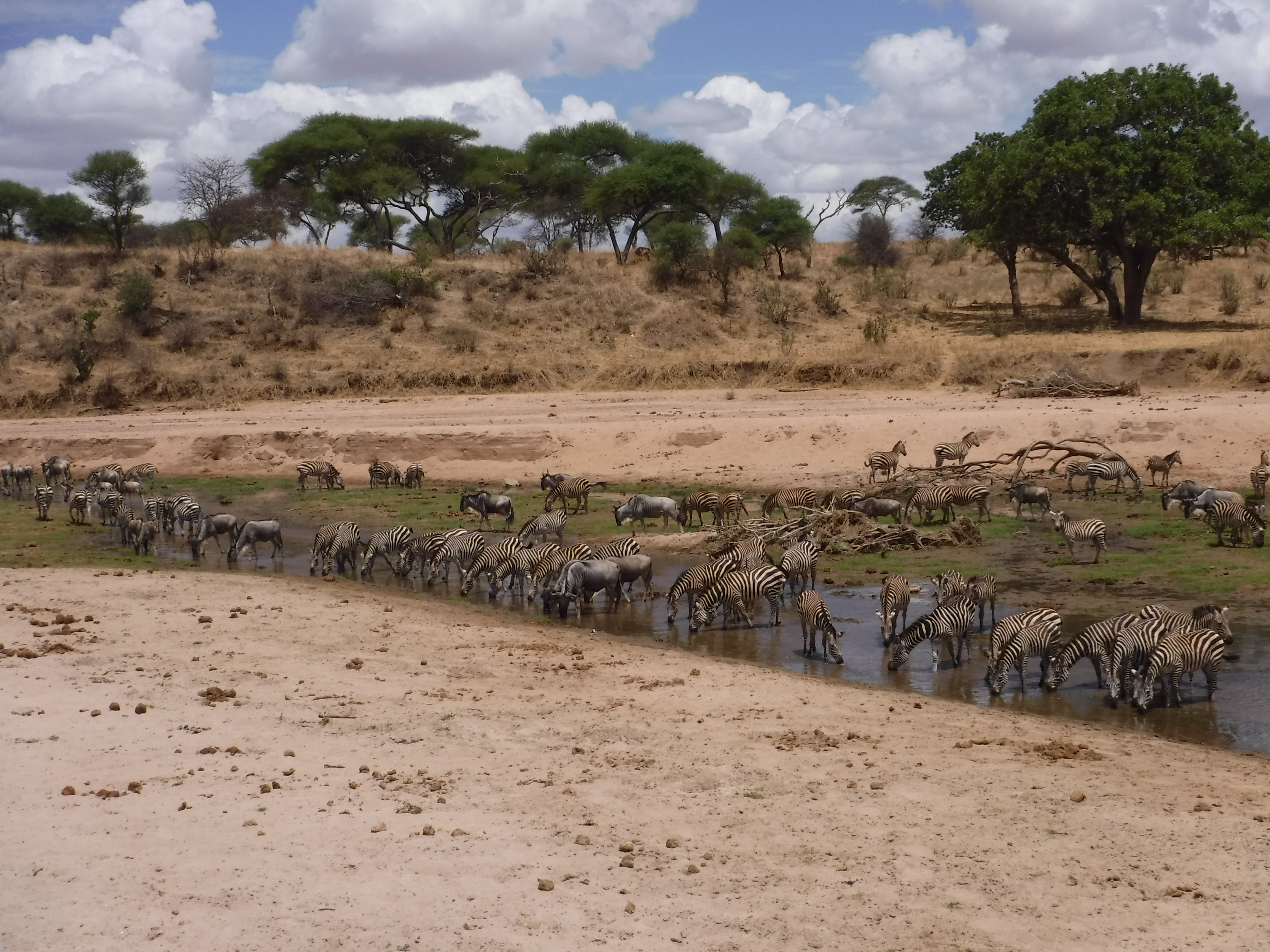 Big crowd at the watering hole.