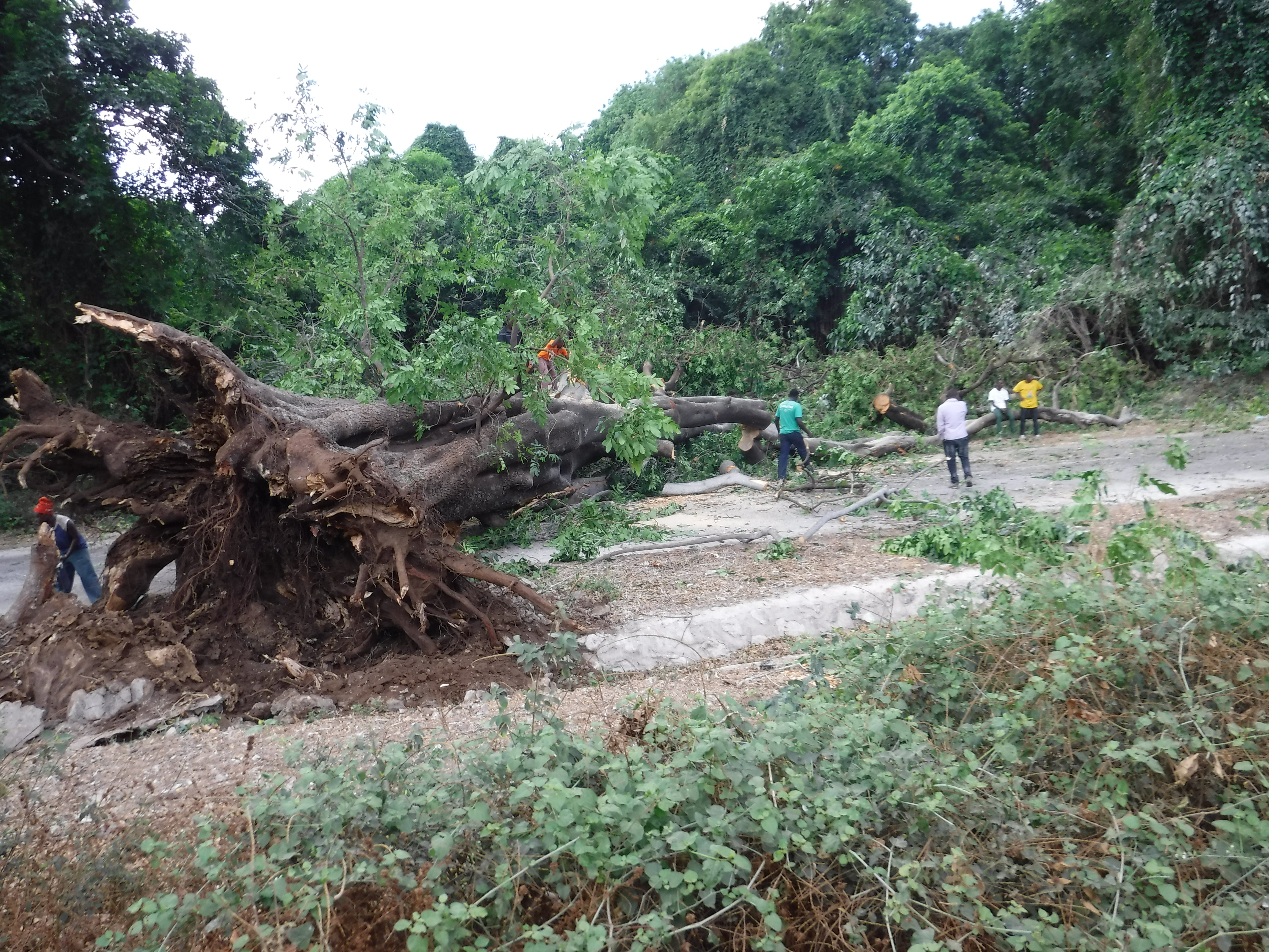 Large Fallen Tree Roadblock