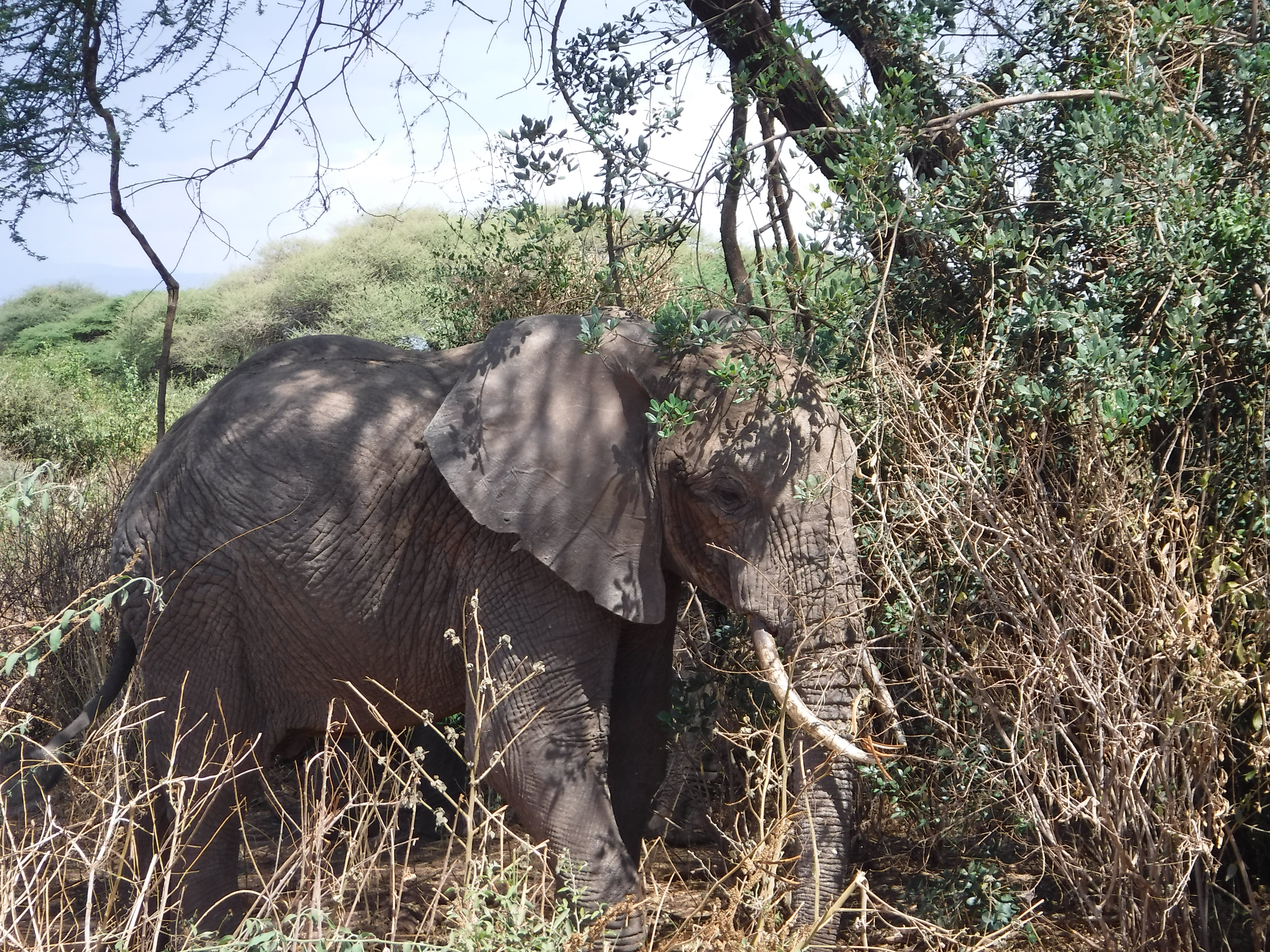 Lake Manyara Elephant