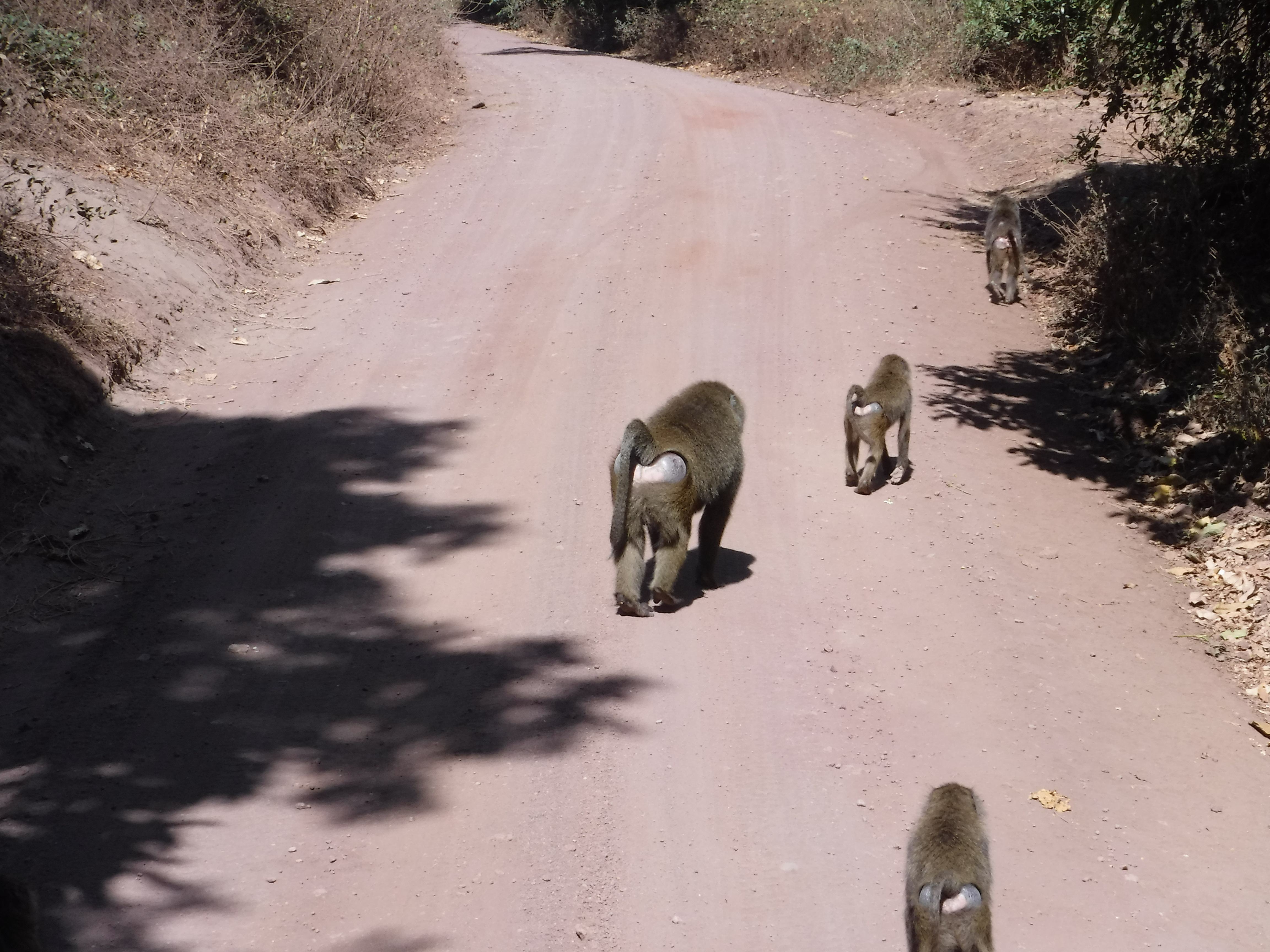 Baboons on the Road