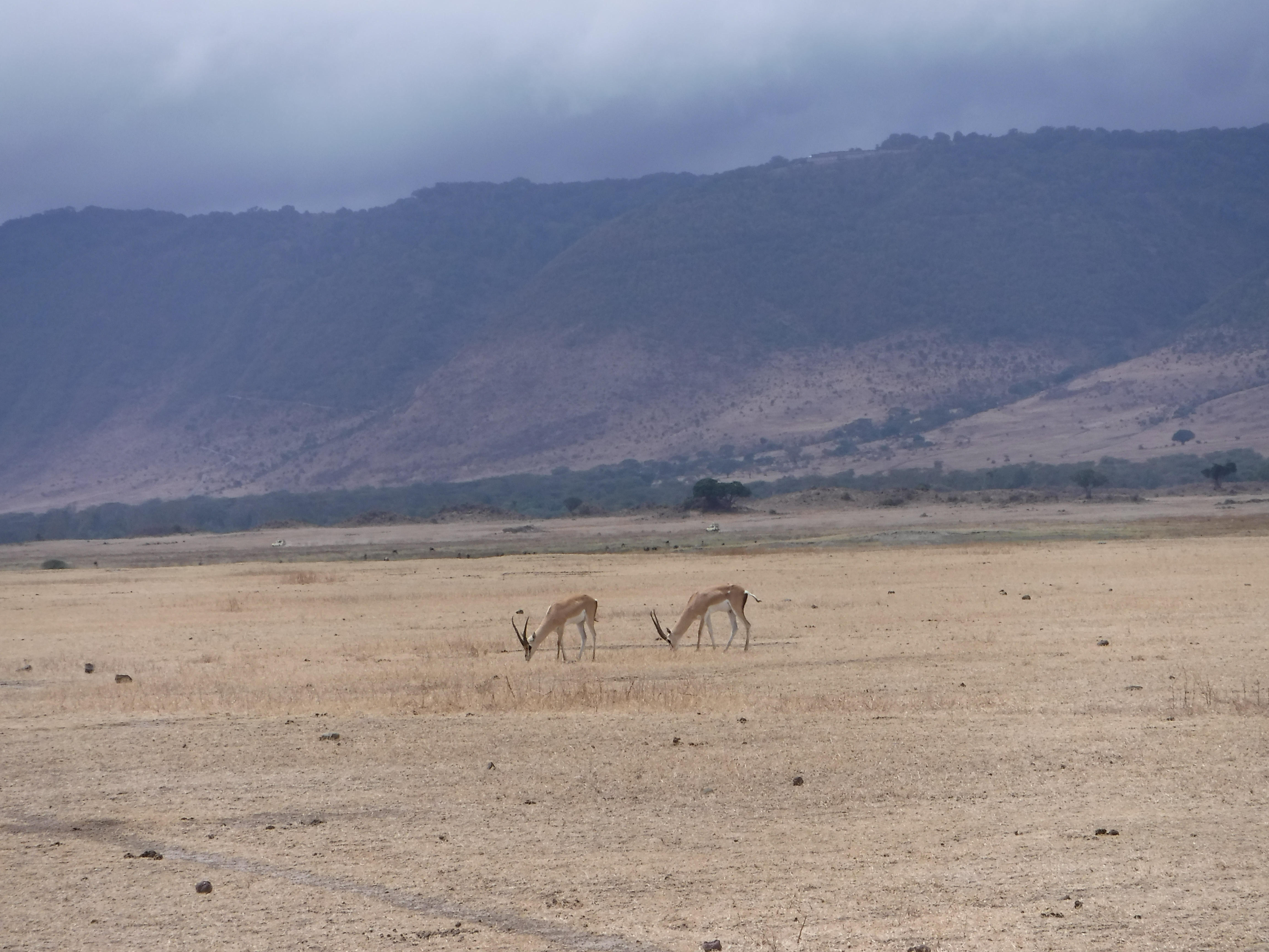 Grant's Gazelles