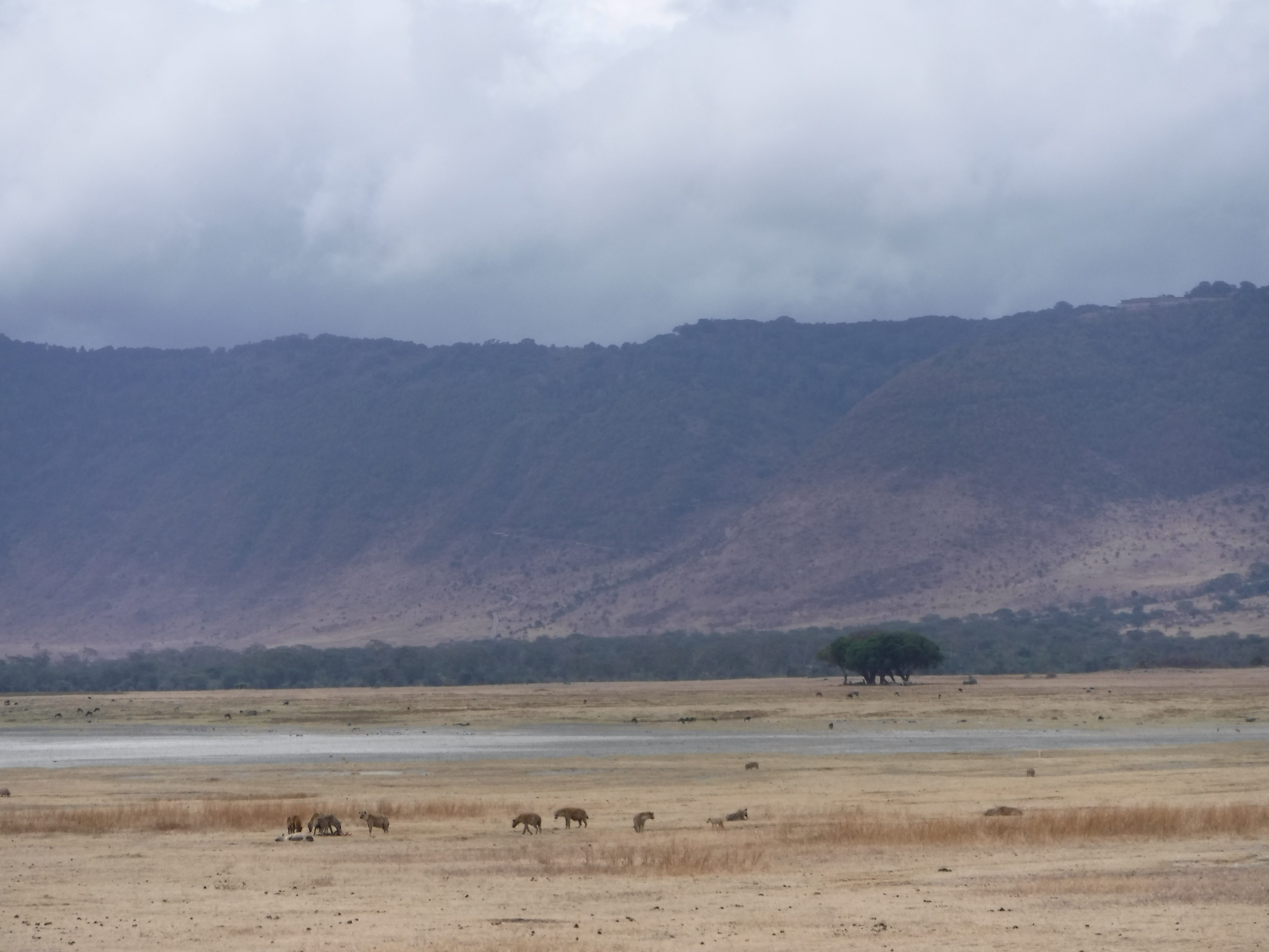 Distant Hyenas With Prey
