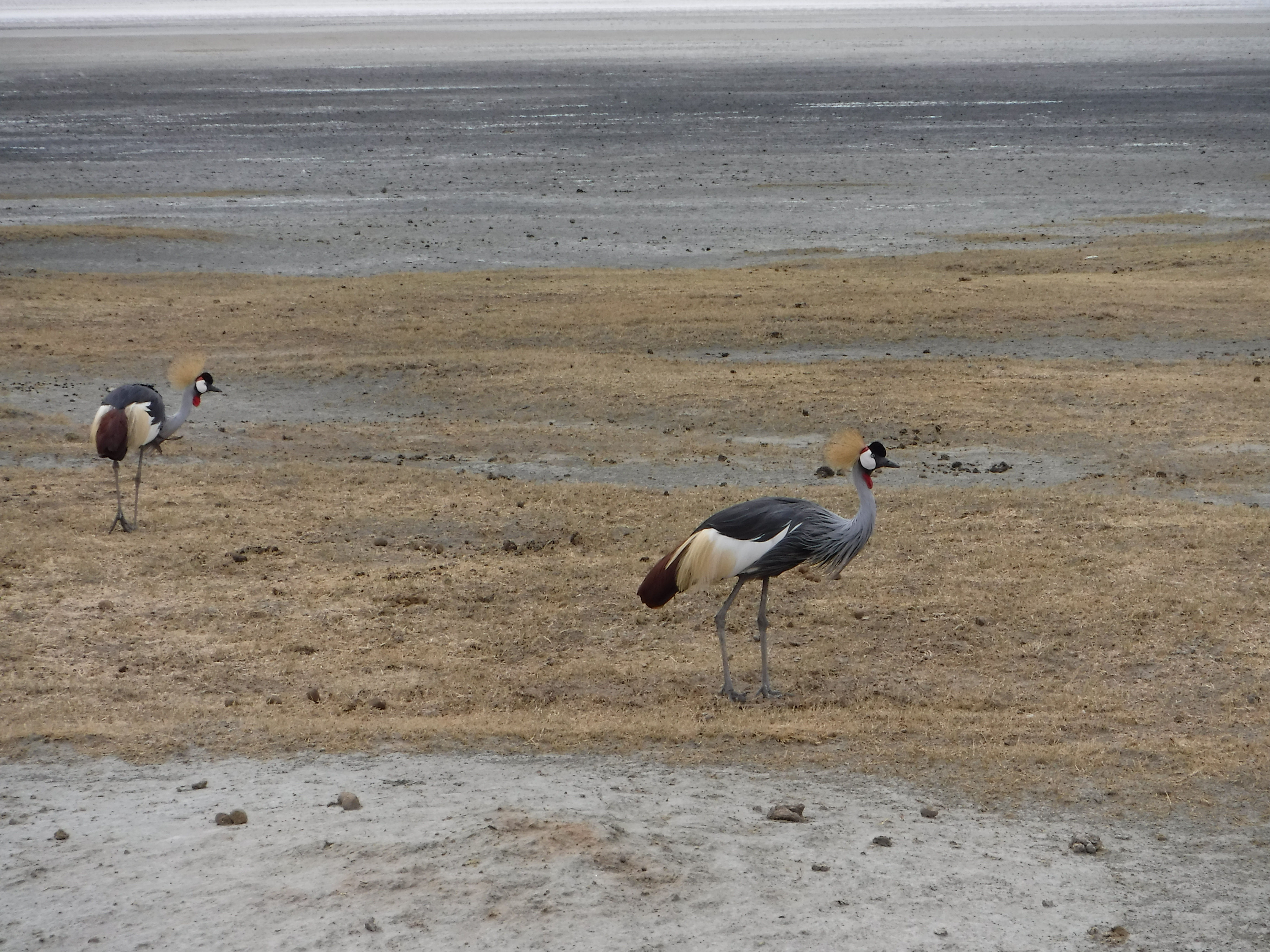 Great Crowned Crane