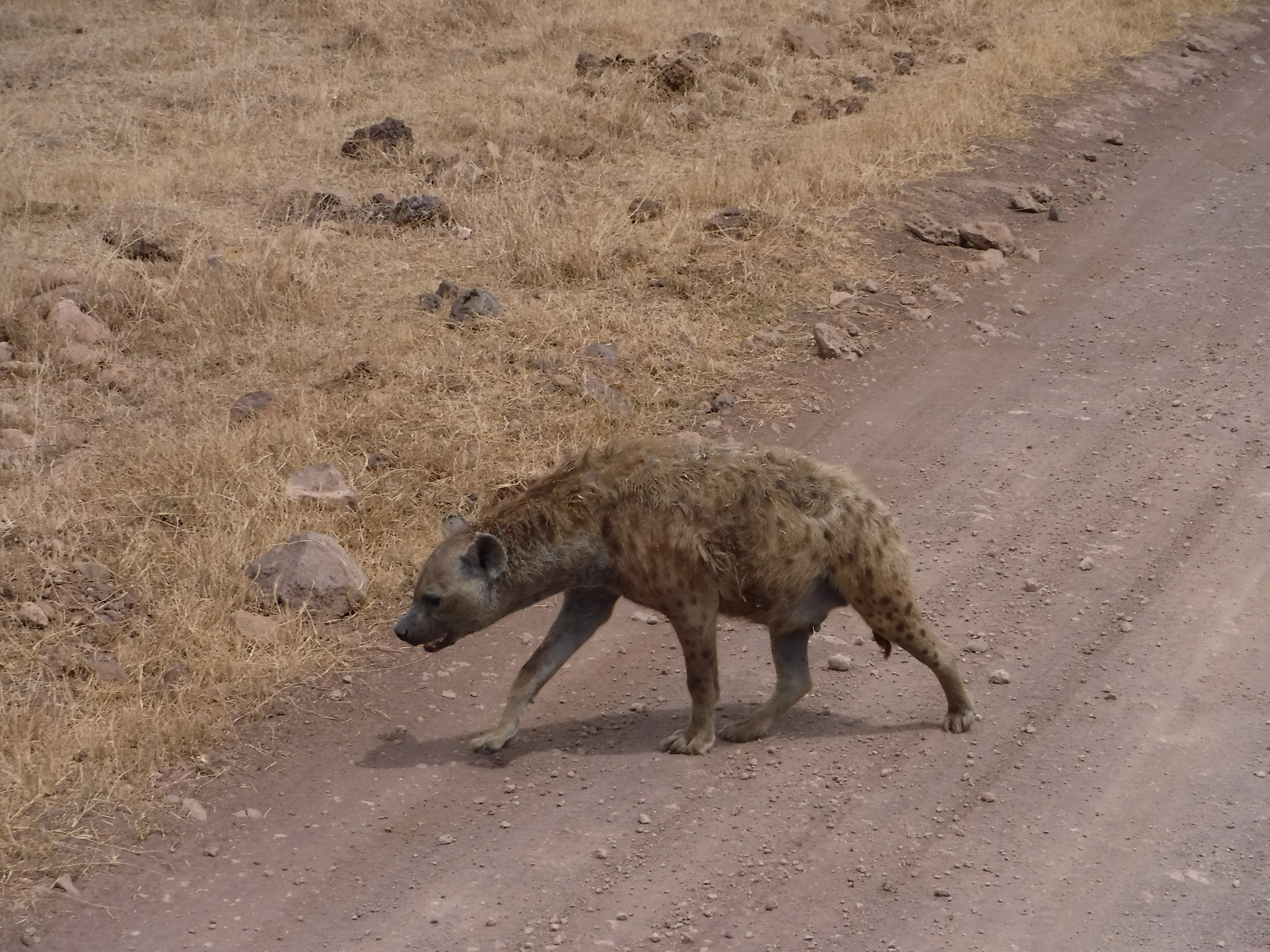 Female Spotted Hyena