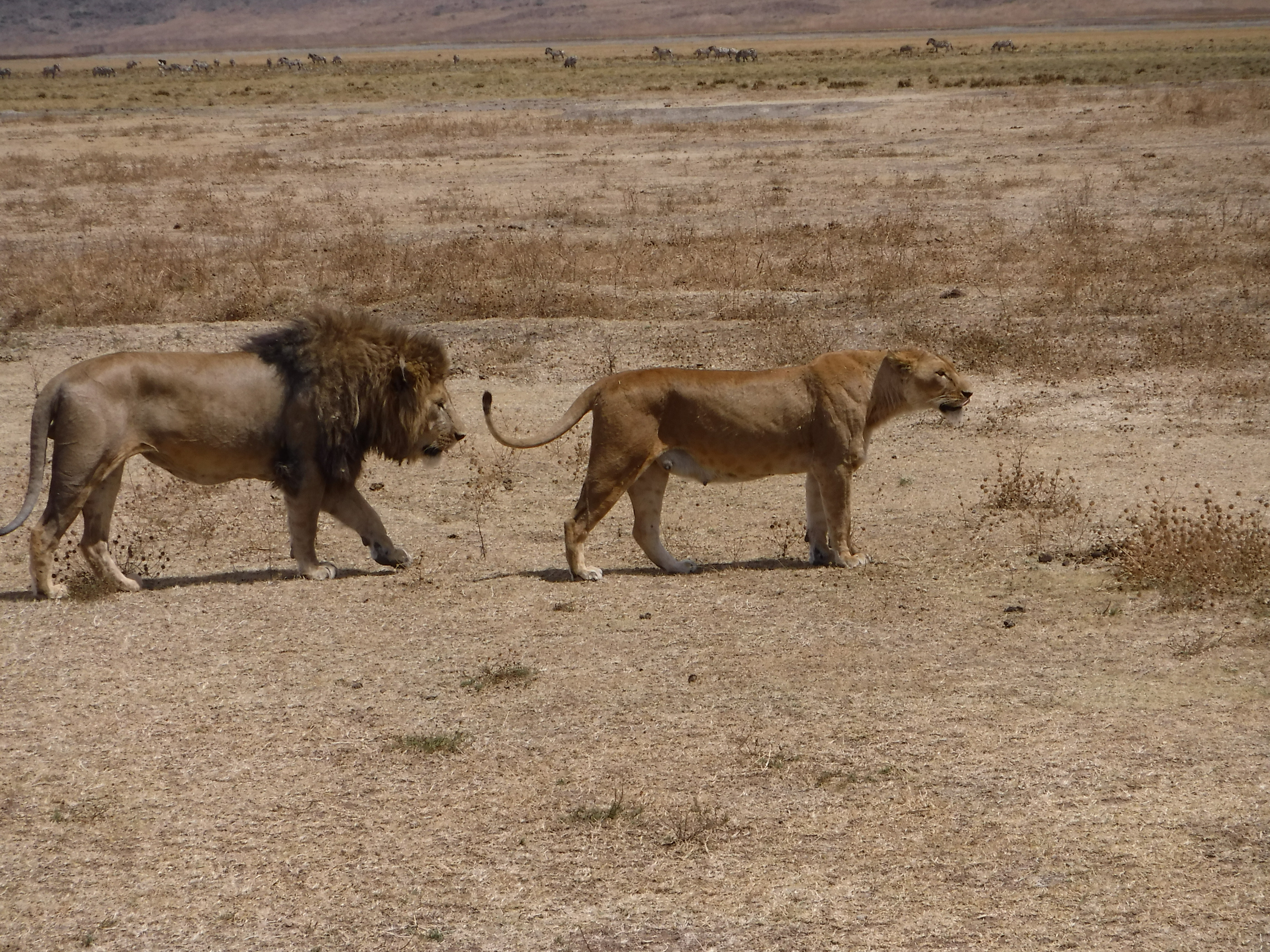 The Lion Approaches His Mate