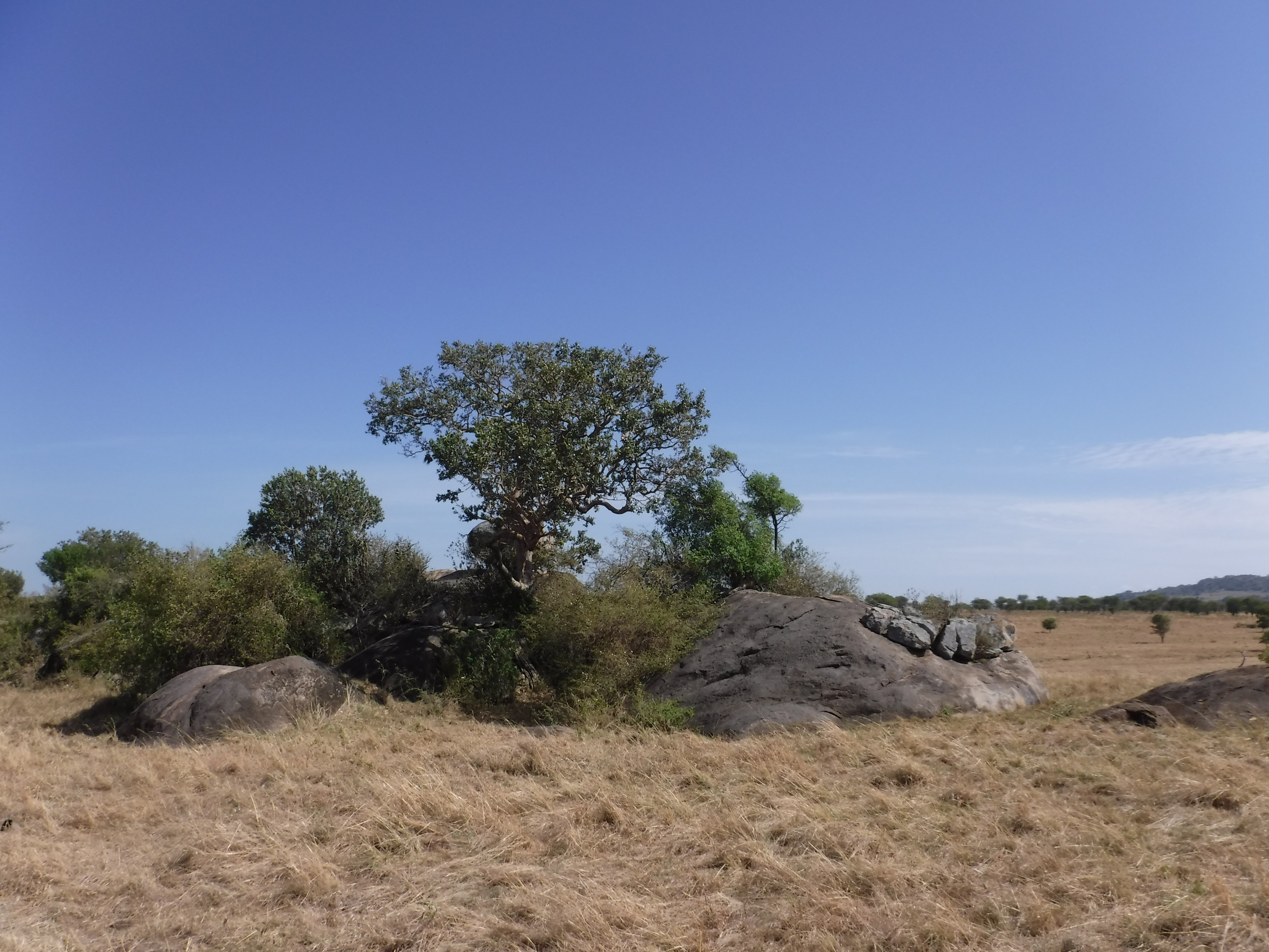 Hilly Boulder Lion Habitat
