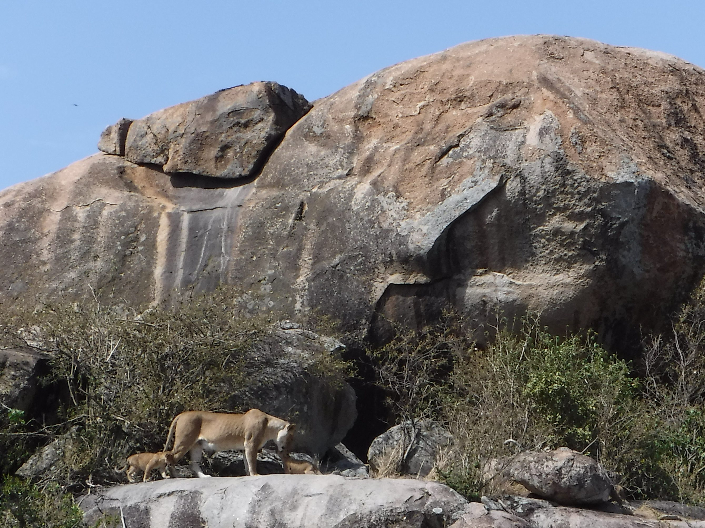 Lioness With Cubs