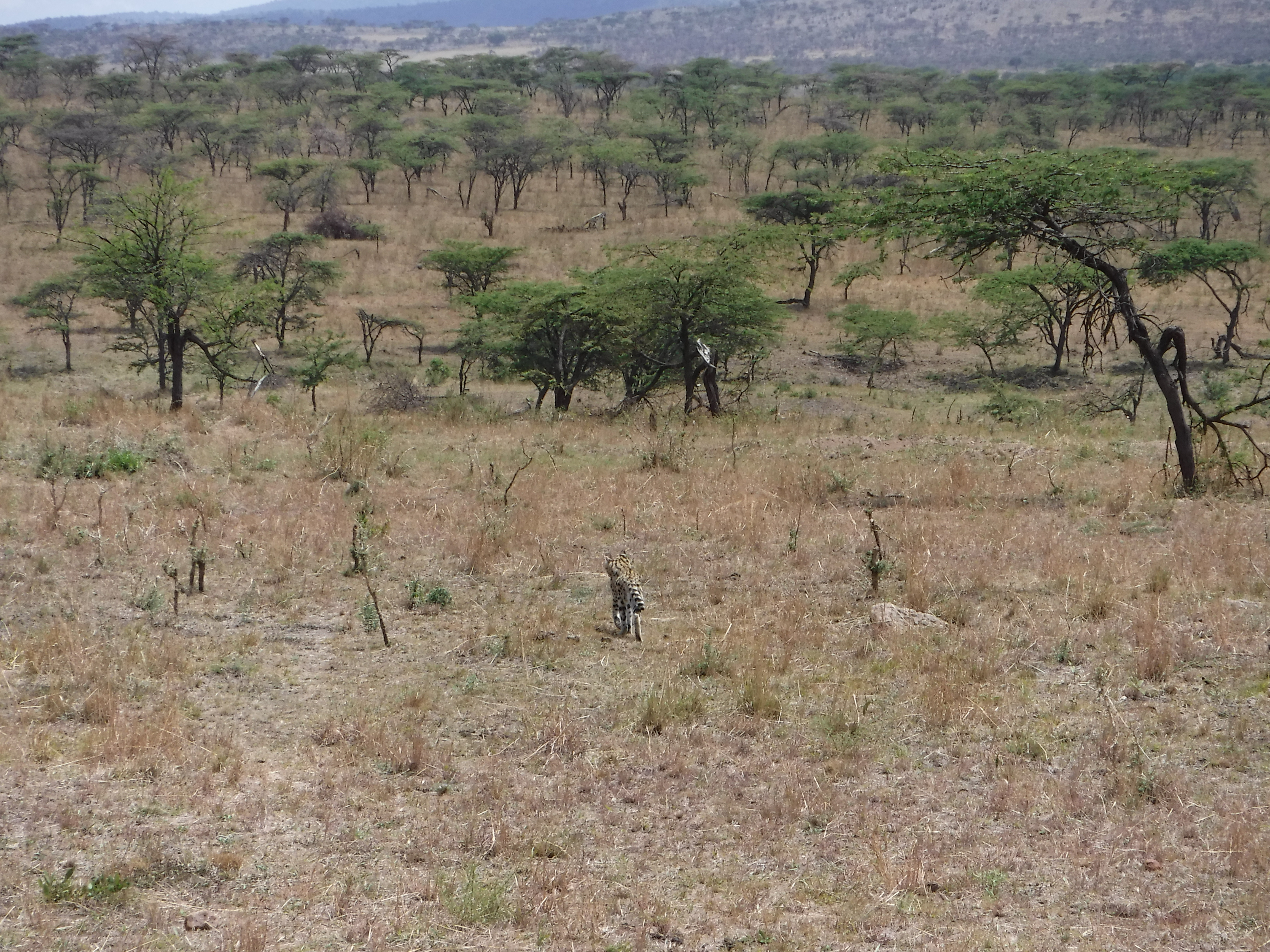 Serval Cat Trots Off
